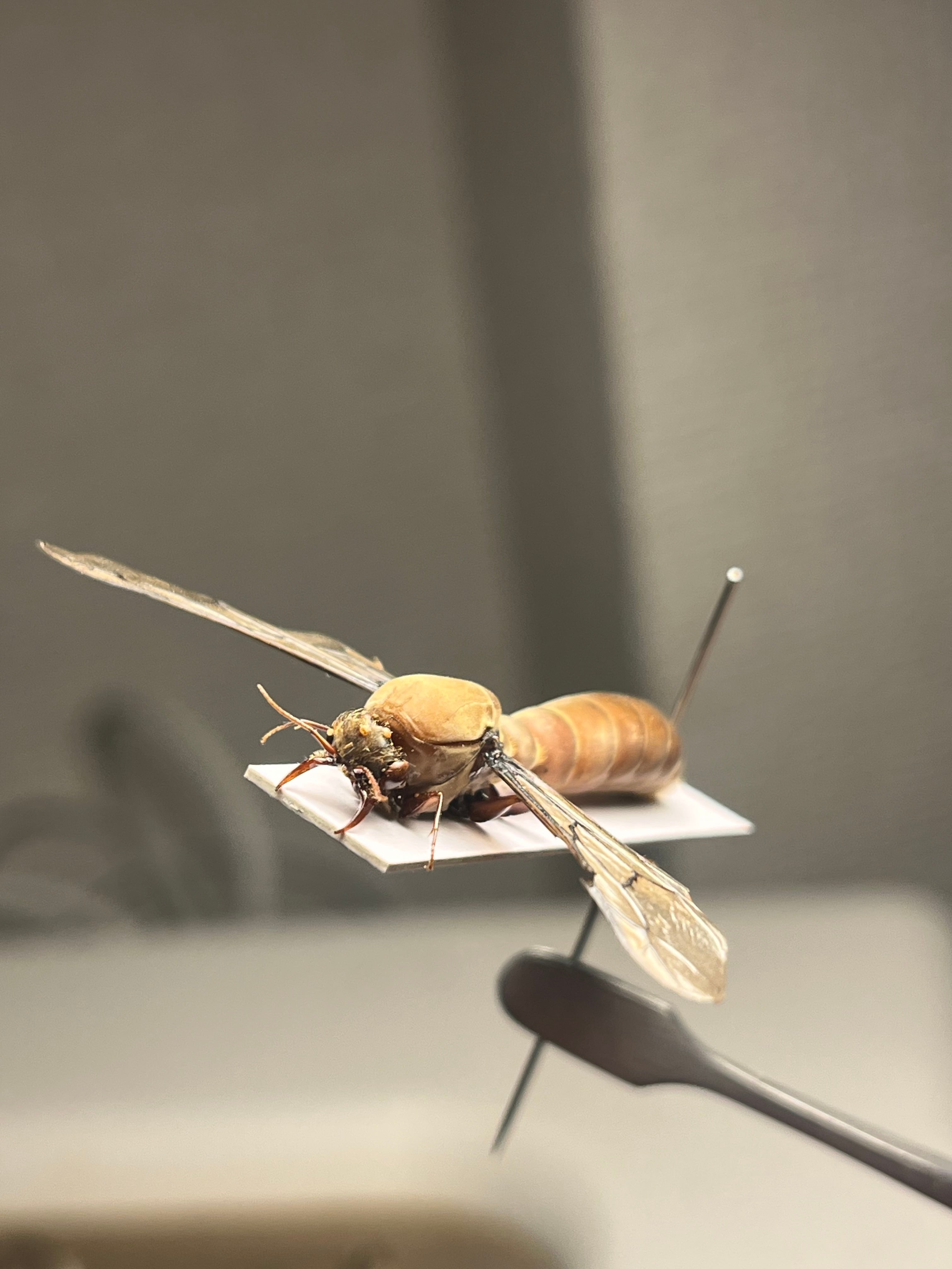 【専用標本】サスライアリの一種？ ドライバーアリ Dorylus sp.カマキリ 開翅標本】サスライアリの一種 ドライバーアリ Dorylus fulvus badius