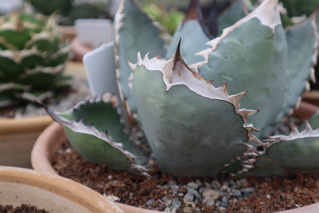 アガベ チタノタ C017【502】 | PROTOLEAF プロトリーフ