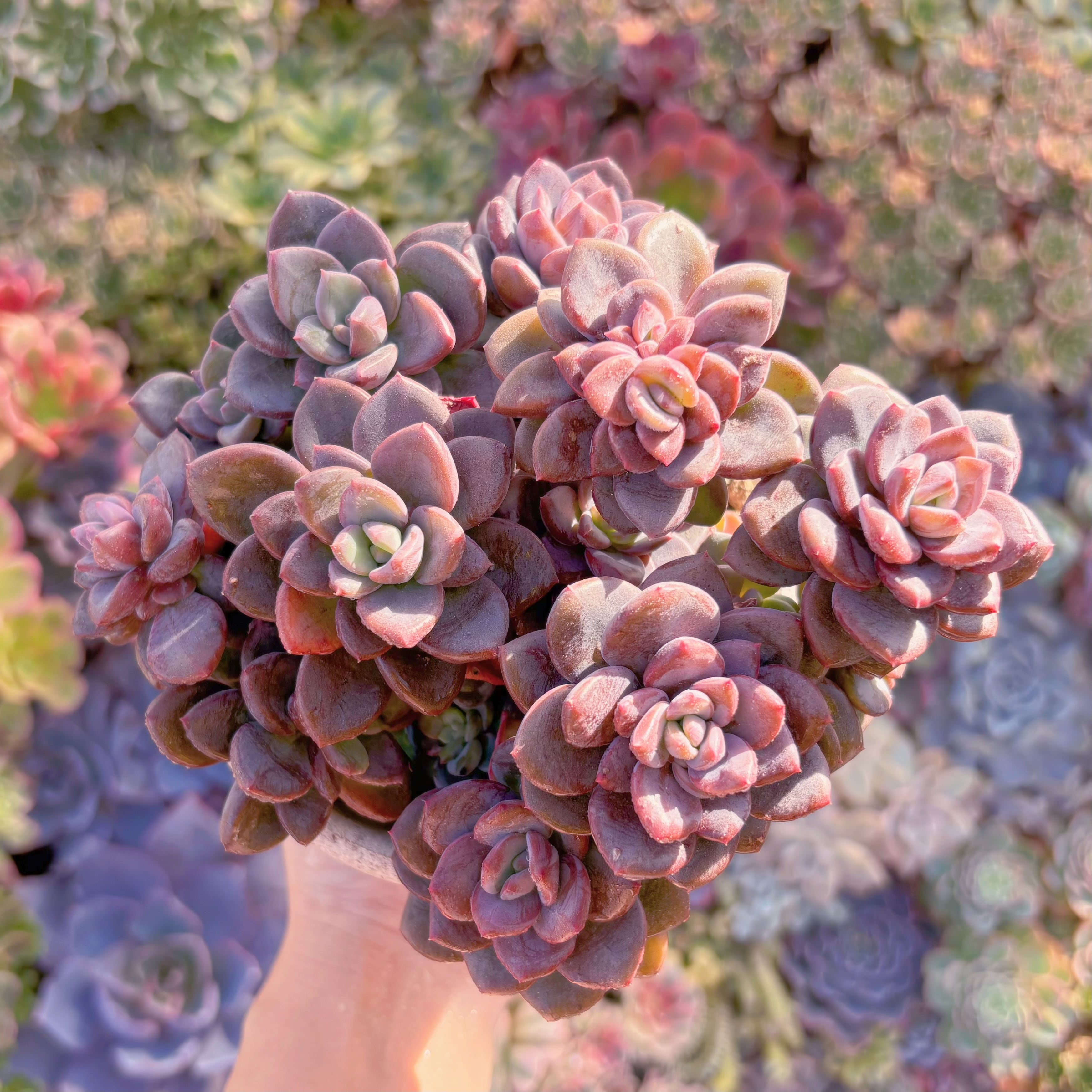 現品　トリュフ(松露)#A067　大群生　希少　在庫僅少　新入荷　るる農園