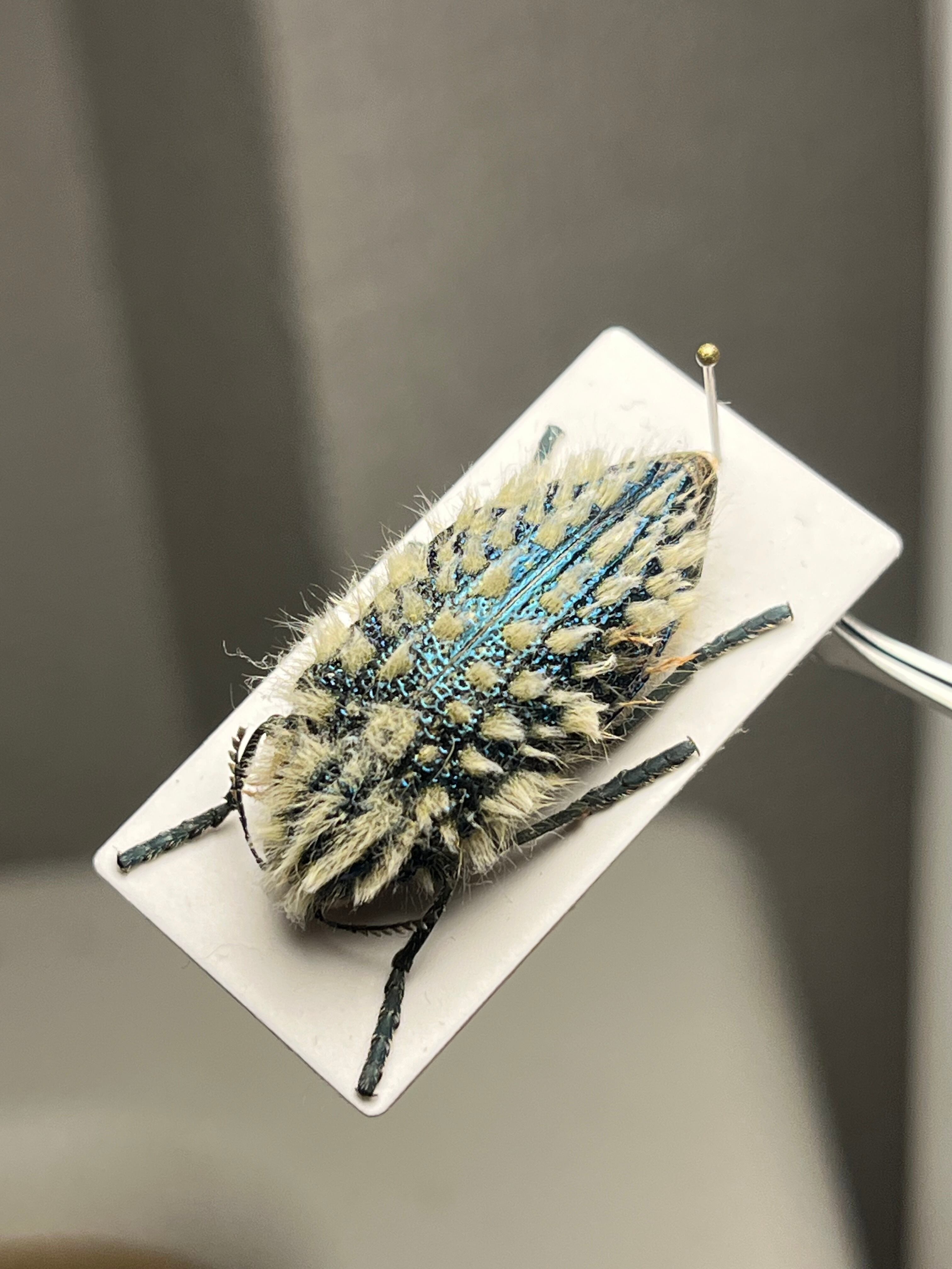 剛毛】ムラサキケブカフトタマムシ スハンダエ プラチナコガネ