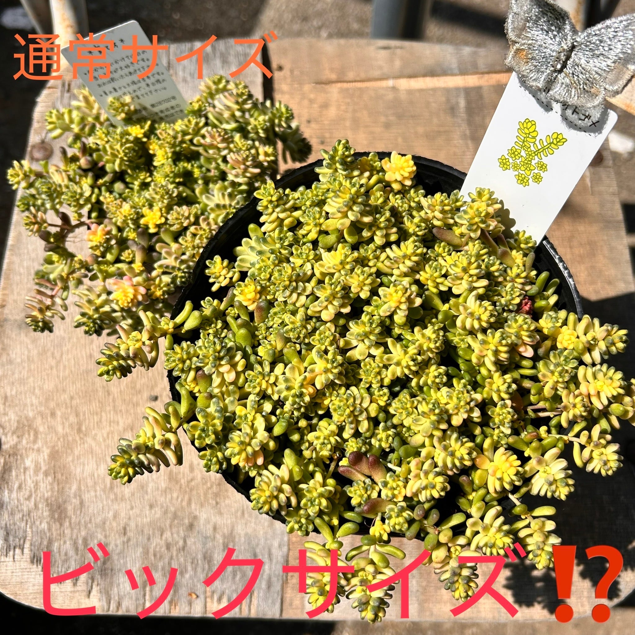 錦 | RuPo 多肉植物専門店