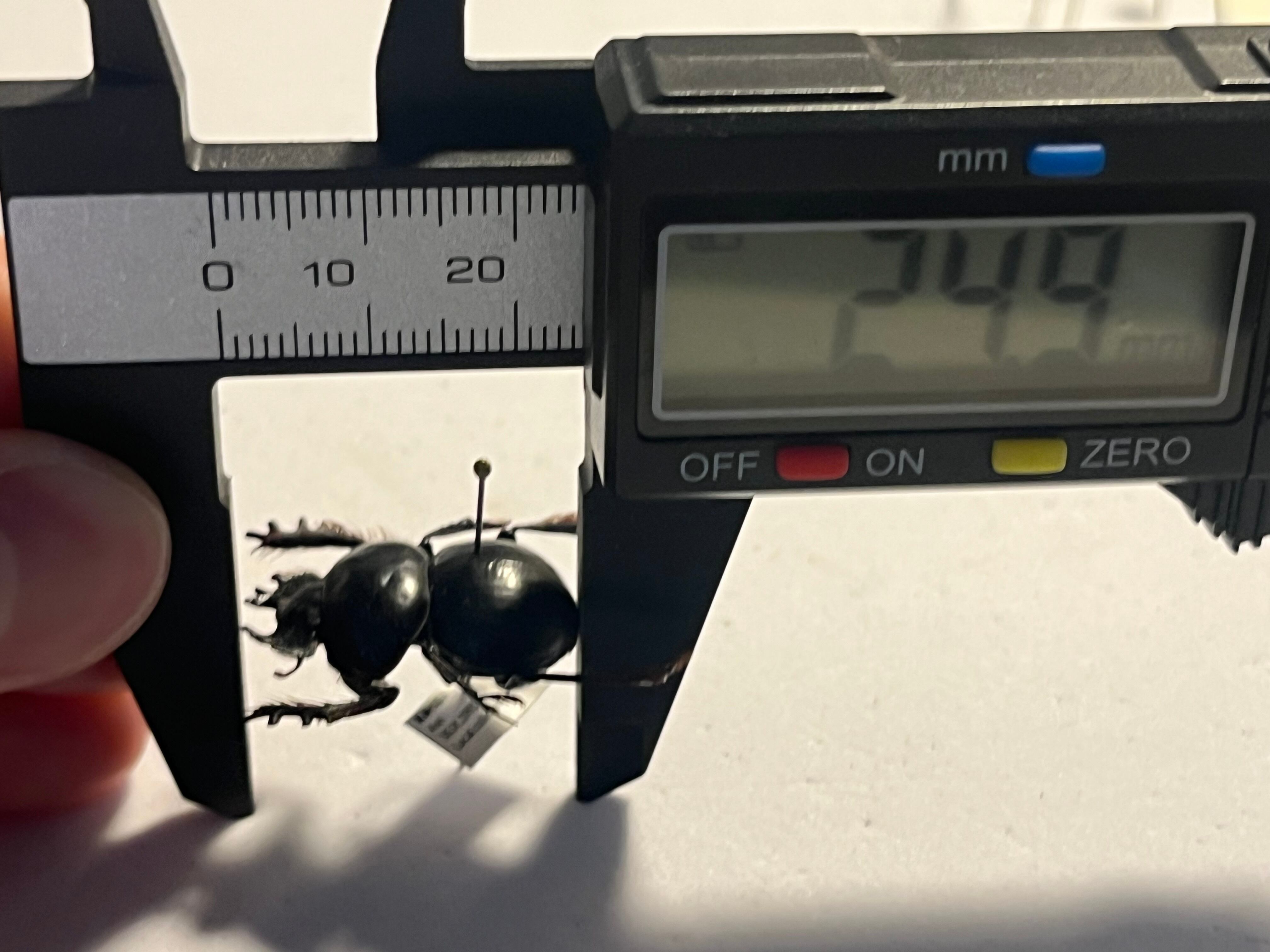 24mm♂】クモガタタマオシコガネに酷似のPachysoma schinzi 糞虫