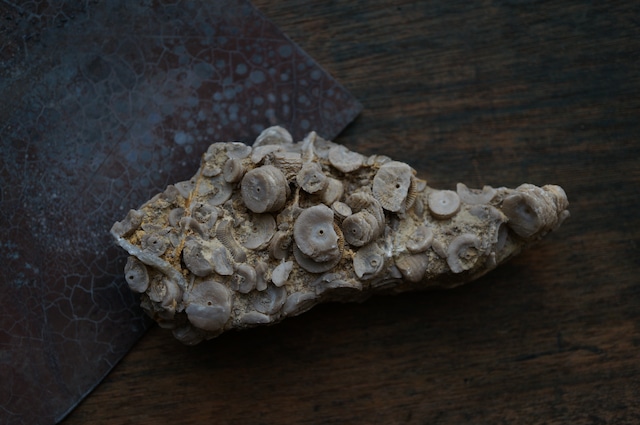 雲南省産ウミユリ化石 Crinoid Fossil 1959