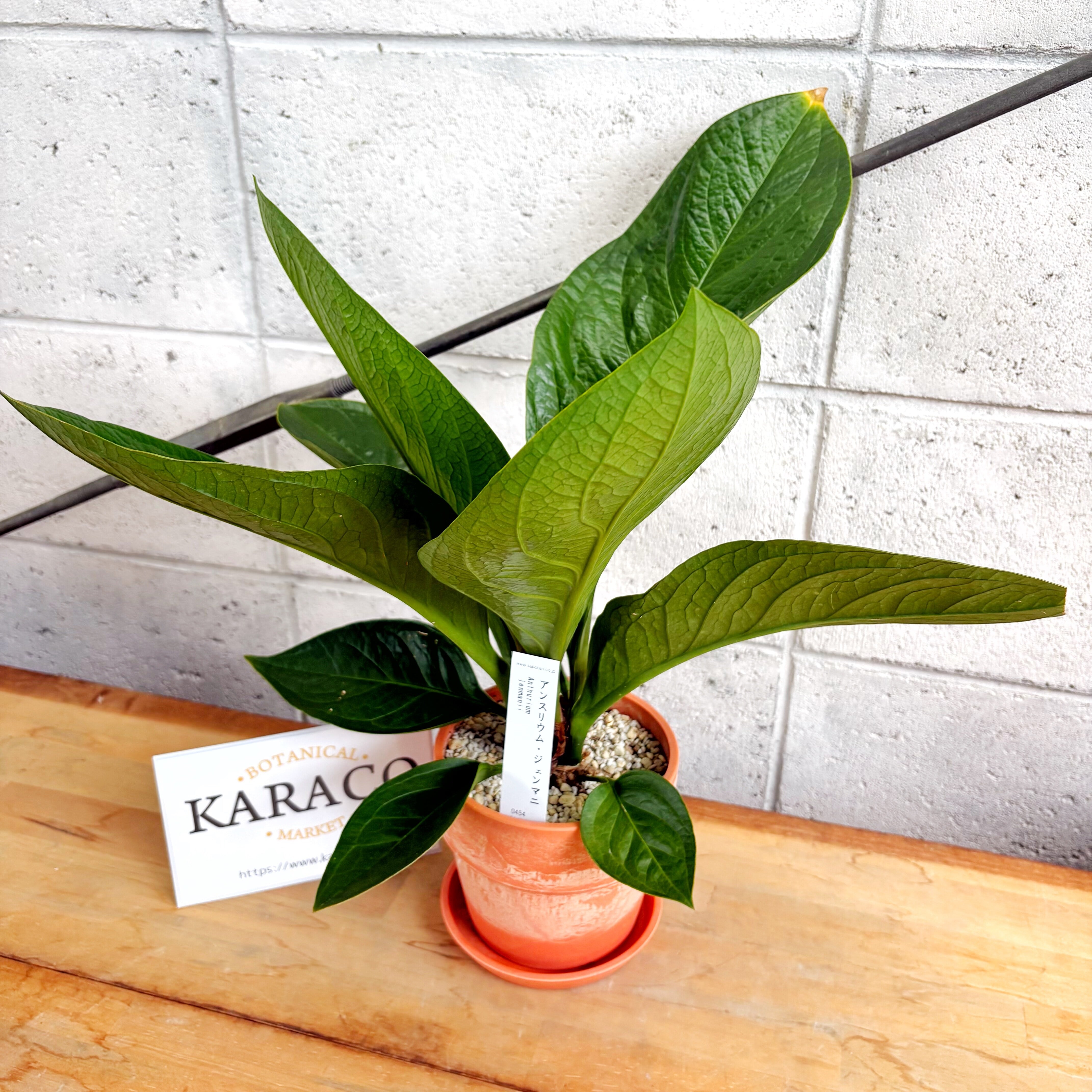 観葉植物】アンスリウム ジェンマニ アーバンプランツポット