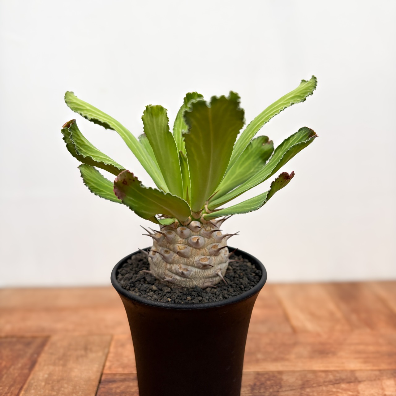 Euphorbia venenifica【ユーフォルビア・ベネニフィカ】