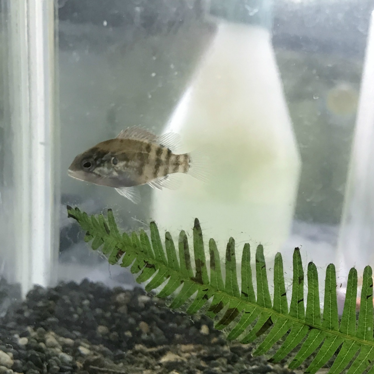 （淡水魚）オヤニラミ　2～4ｃｍ±（1匹）【生体】