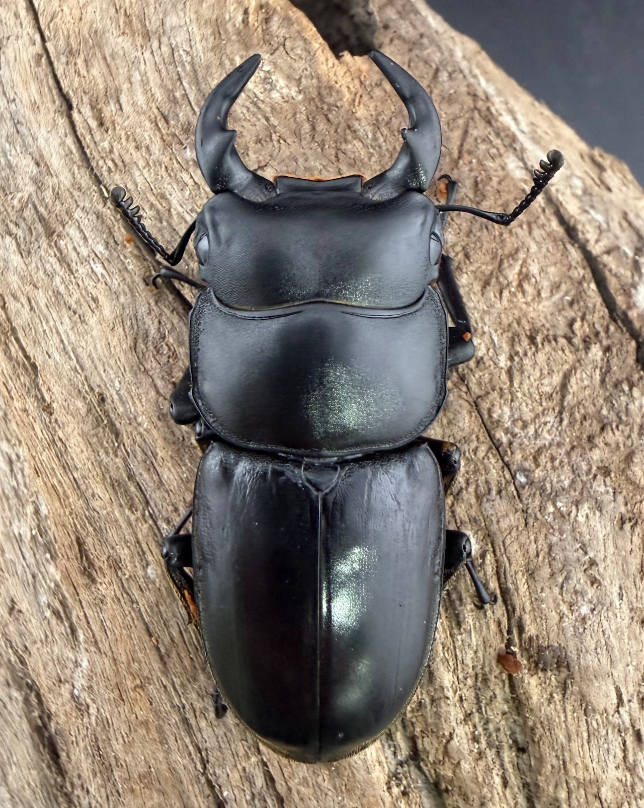 【WF4】即ブリ《カミジョウオオクワ 51mm ♂単》