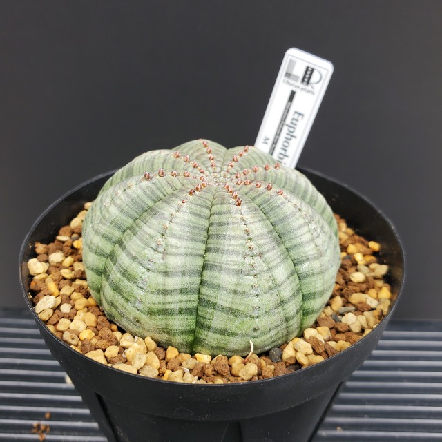 【ノーマルMサイズ】Euphorbia obesa ユーフォルビア オベサ