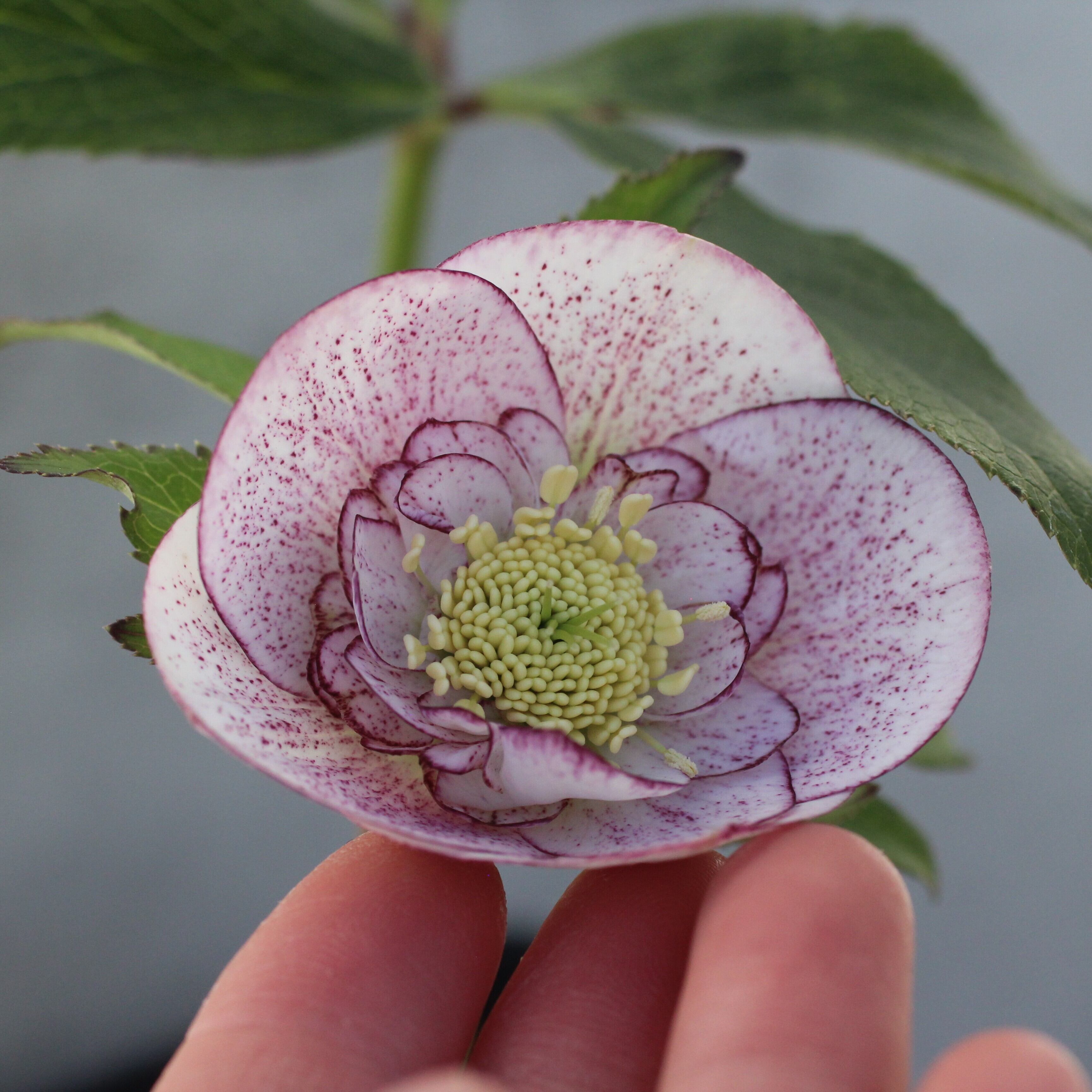 WS26-094 クリスマスローズ ウィンターシンフォニー ピンクミスト