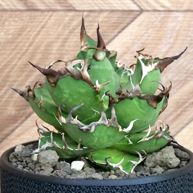 Agave Titanota スーパー赤猫 Super Red Catweezle （スーパーレッドキャットウィーズル） / 中株(4号鉢)/ Lot.003