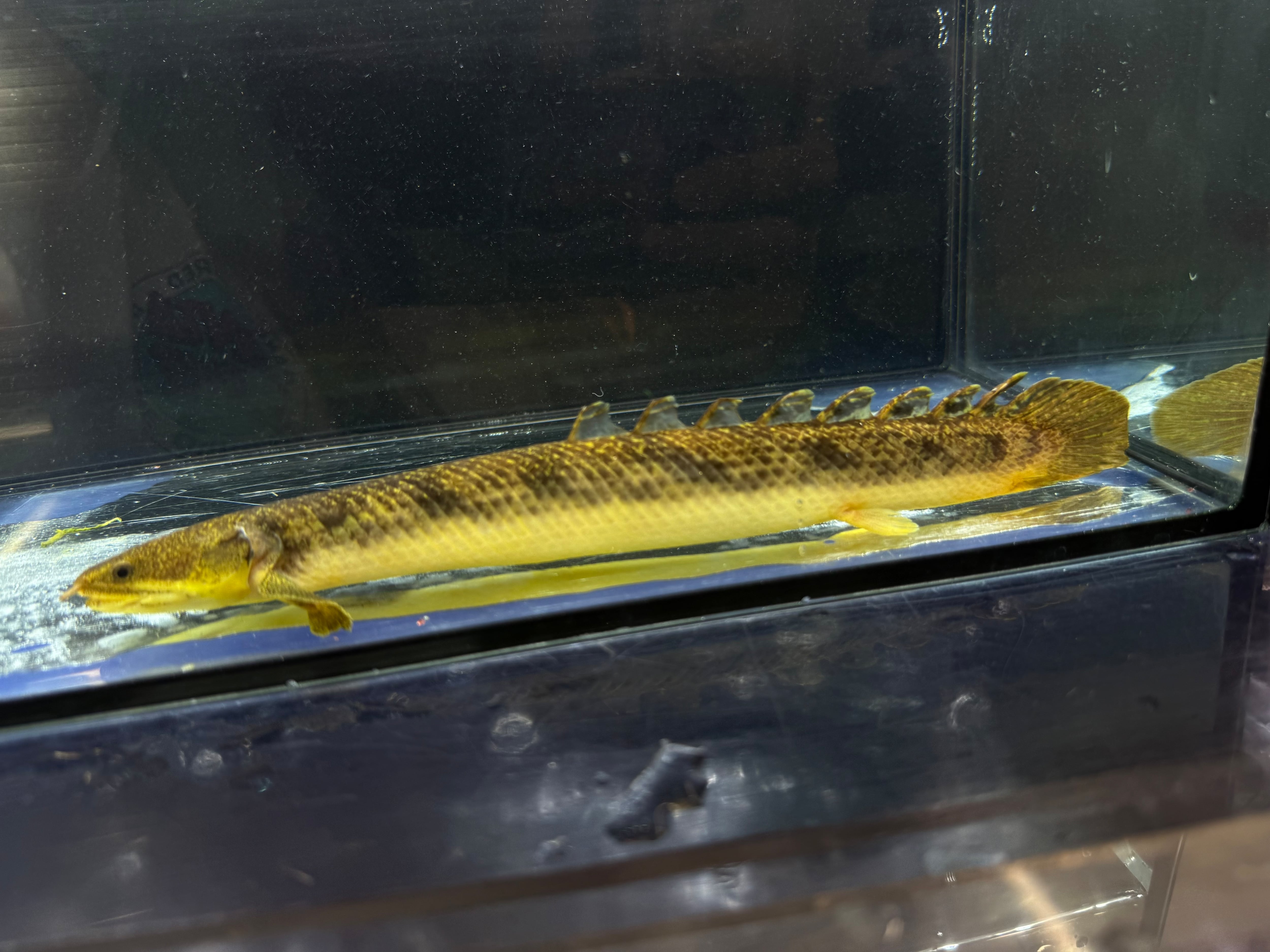 ポリプテルス | AQUASTYLEG