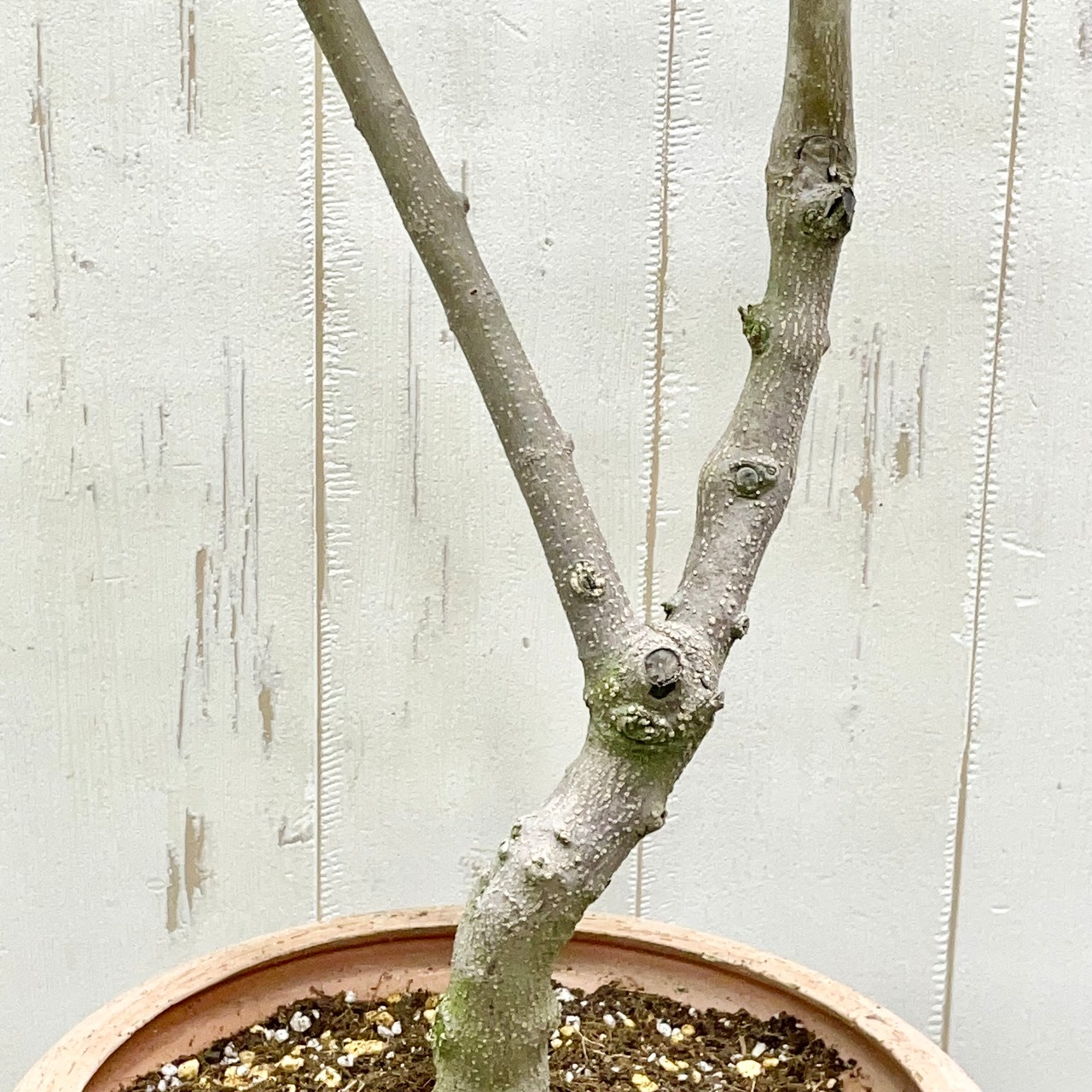 実がなる 2品種接木 オリーブの木 Oli-me（オリーミー） ネバディロ  