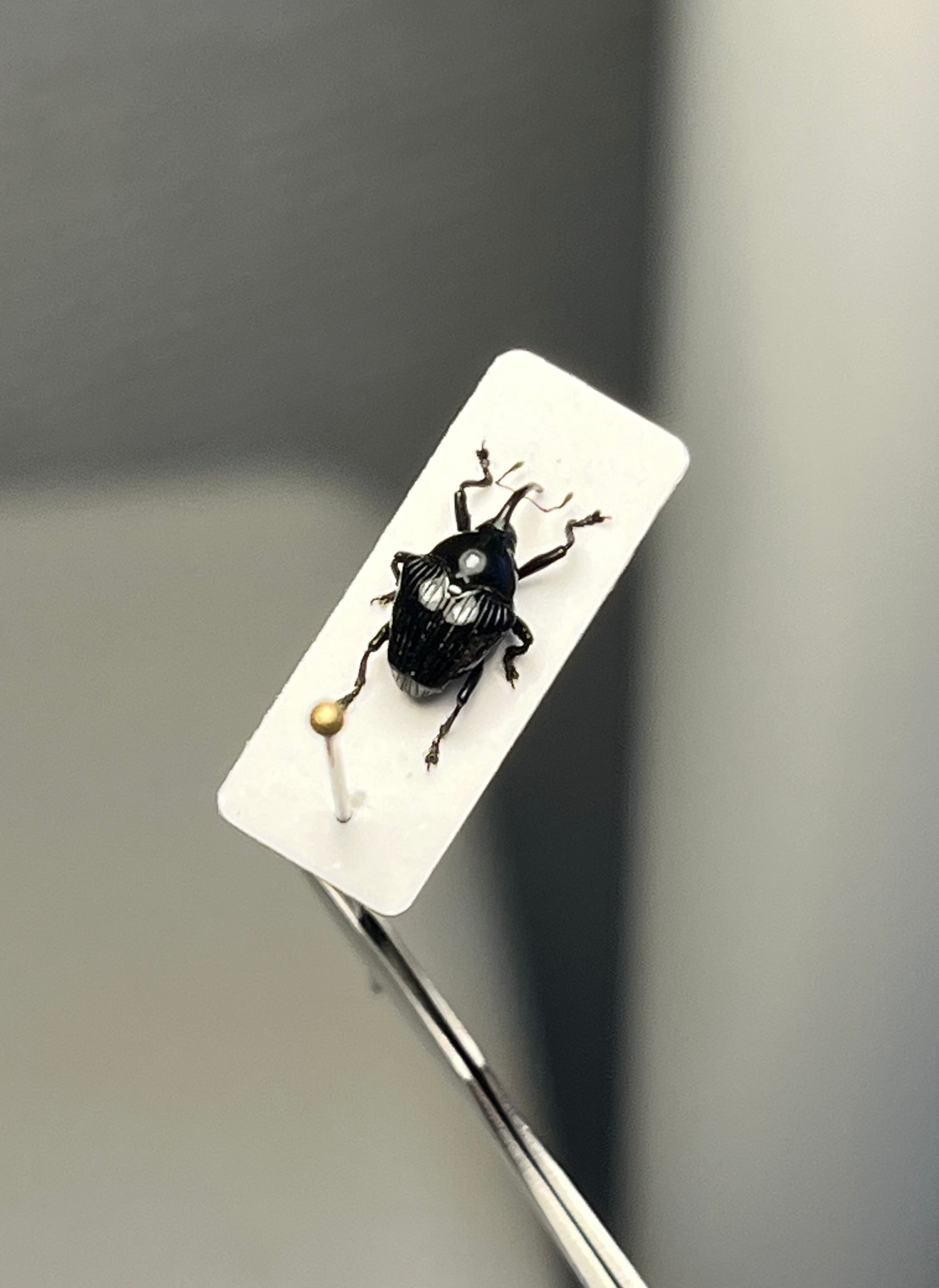 【8mm】多分ヒメカタゾウムシの一種 標本　甲虫フンチュウフンコロガシコガネムシ 8mm】多分ヒメカタゾウムシの一種 標本 甲虫フンチュウフンコロガシ