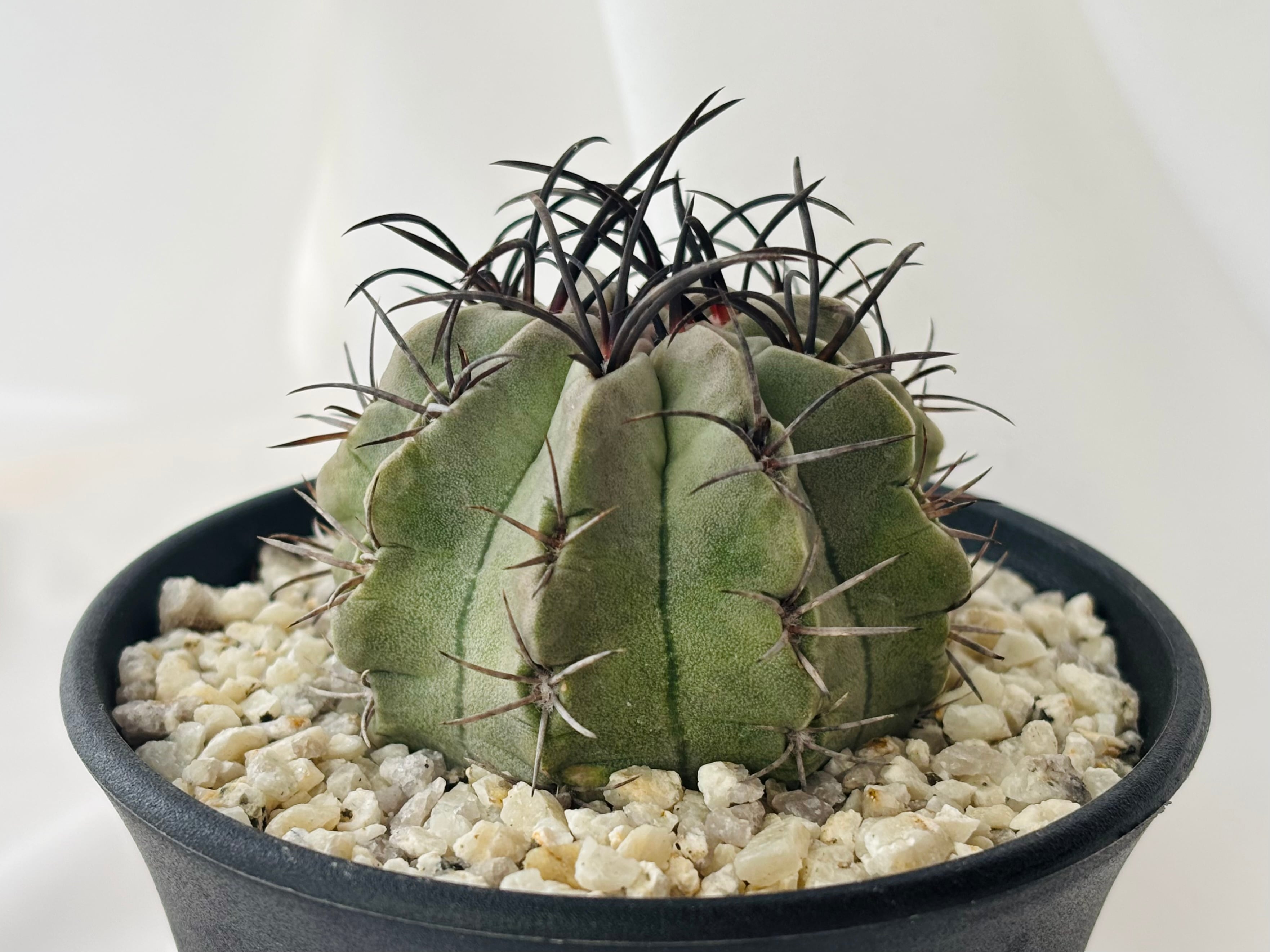 Eriosyce napina エリオシケ ナピナ サボテン | plants MARU