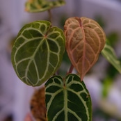Anthurium. SKG Pink Lemonade × A.Zara Michelle⑤ / アンスリウム ピンクレモネード × ザラ ミシェル