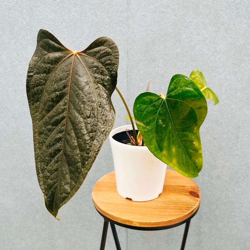 現品］34番 エバーフレッシュ 曲がり 9号 観葉植物 室内 大型 人気