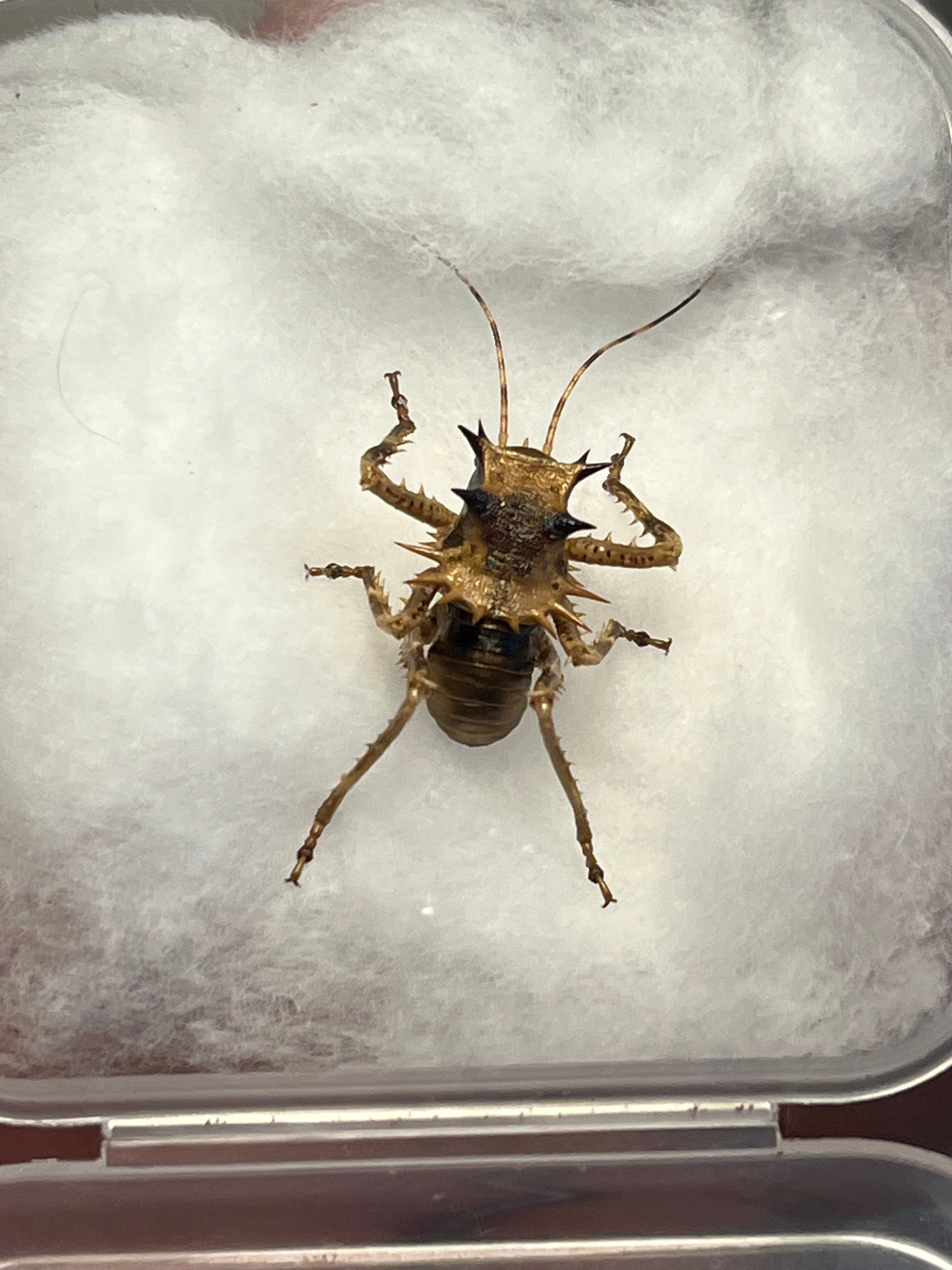 直翅類 | オモニキチュウ