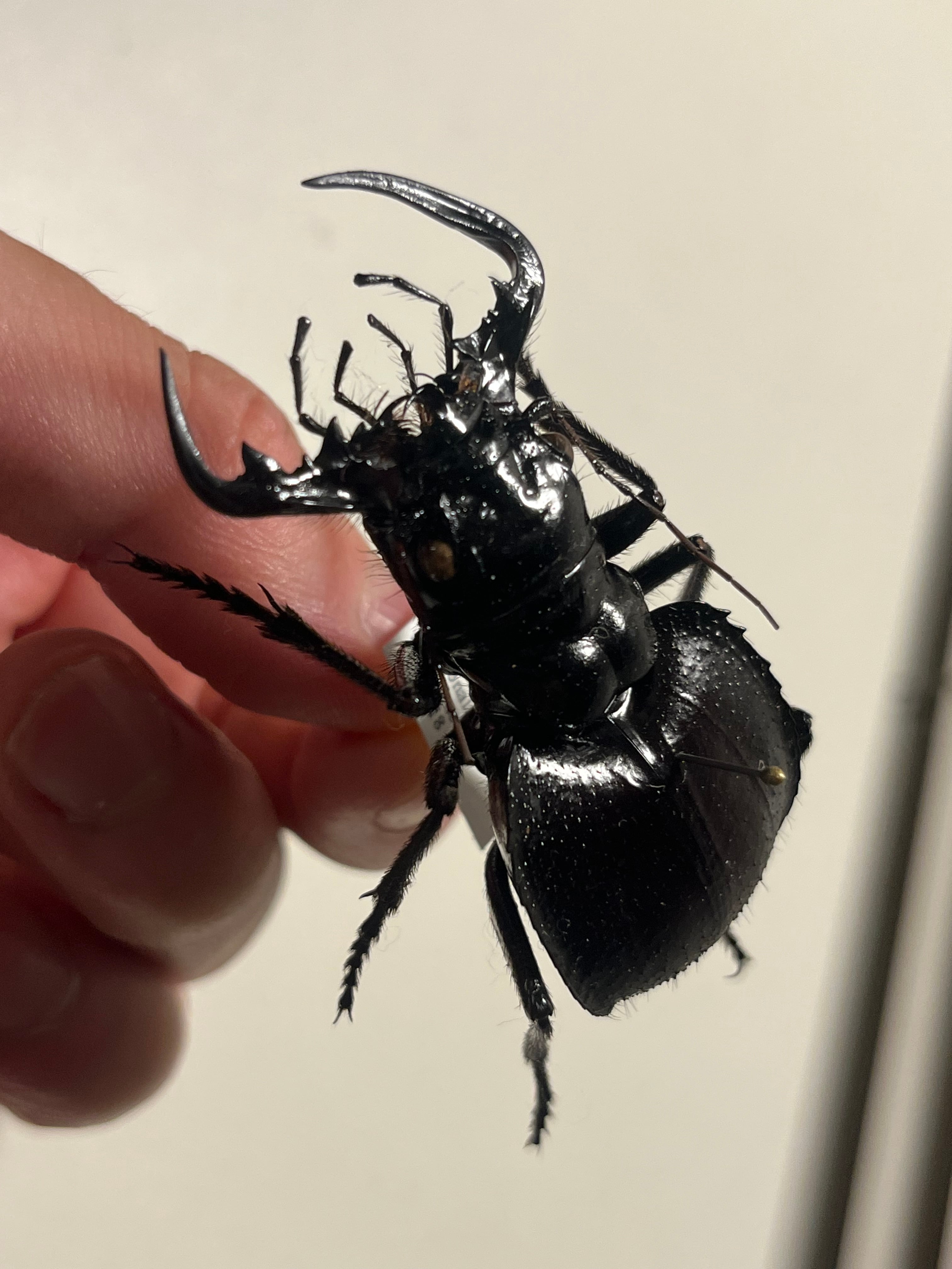 【60mm♂】オオエンマハンミョウManticora アカヘリエンマゴミムシプレ 60mm♂】オオエンマハンミョウManticora アカヘリエンマゴミムシ