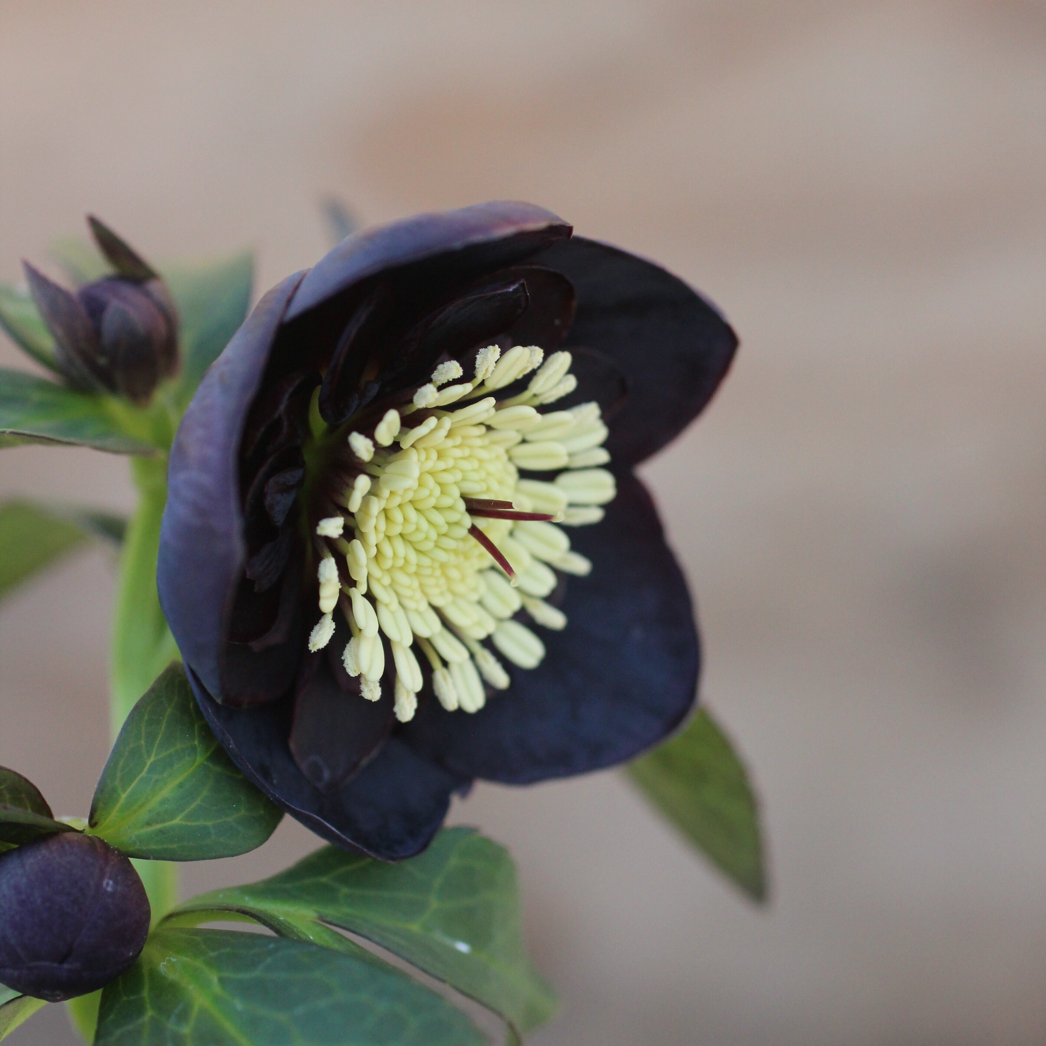 WS26-066 クリスマスローズ ウィンターシンフォニー ブラック