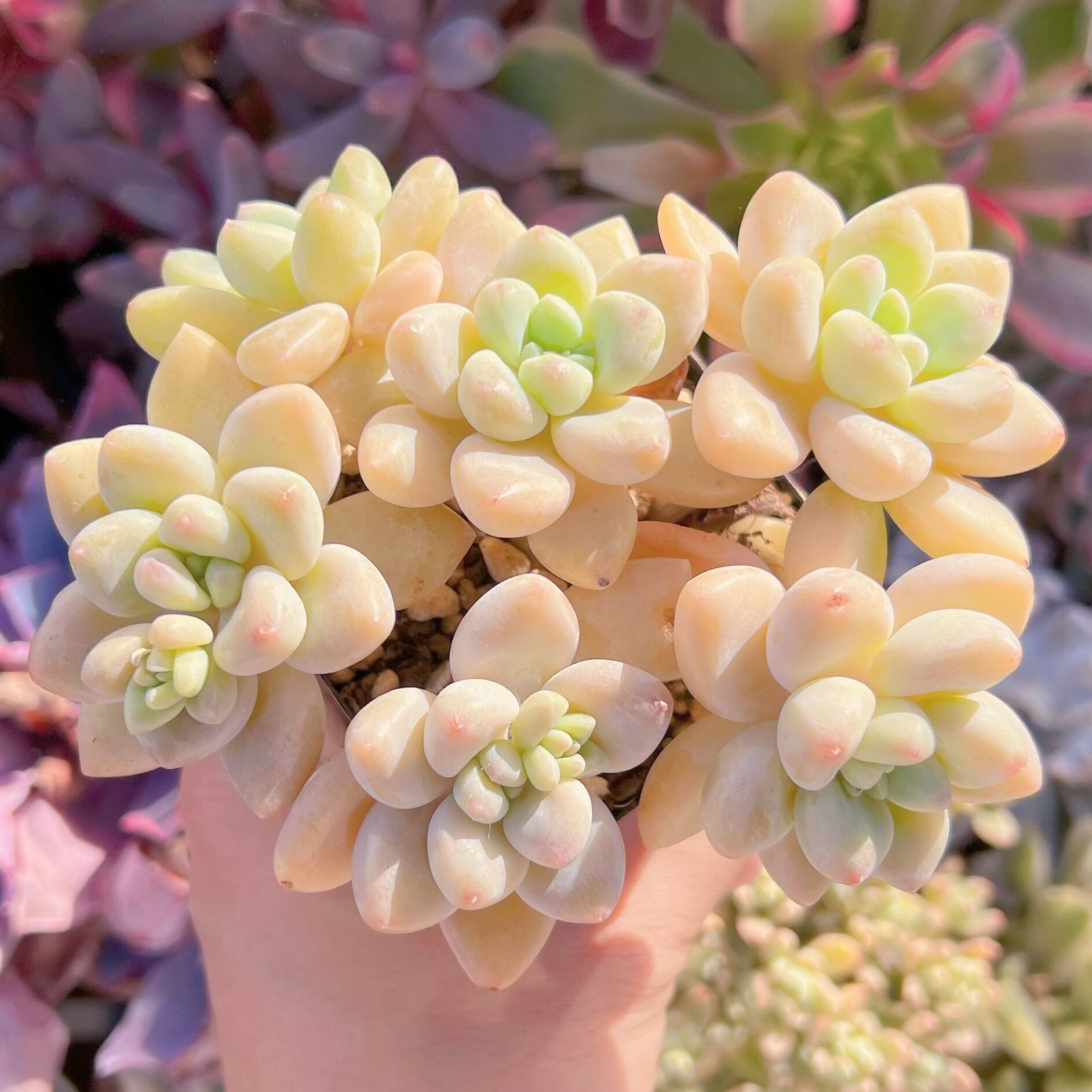 現品　ホワイトケーキ#656　るる農園