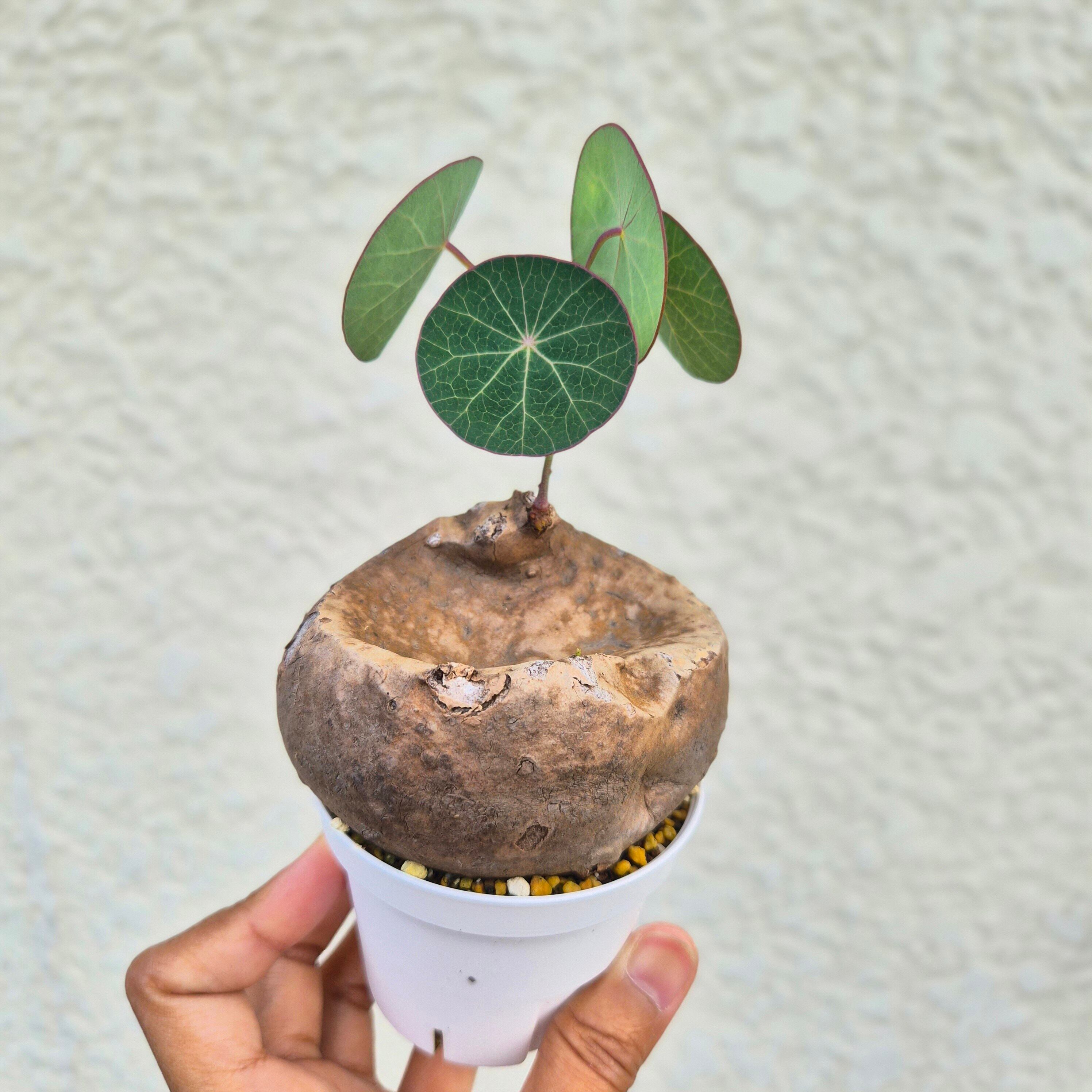タリナム パニクラーツム 〛Talinum​ Paniculatum 抜き苗 発芽済 塊根