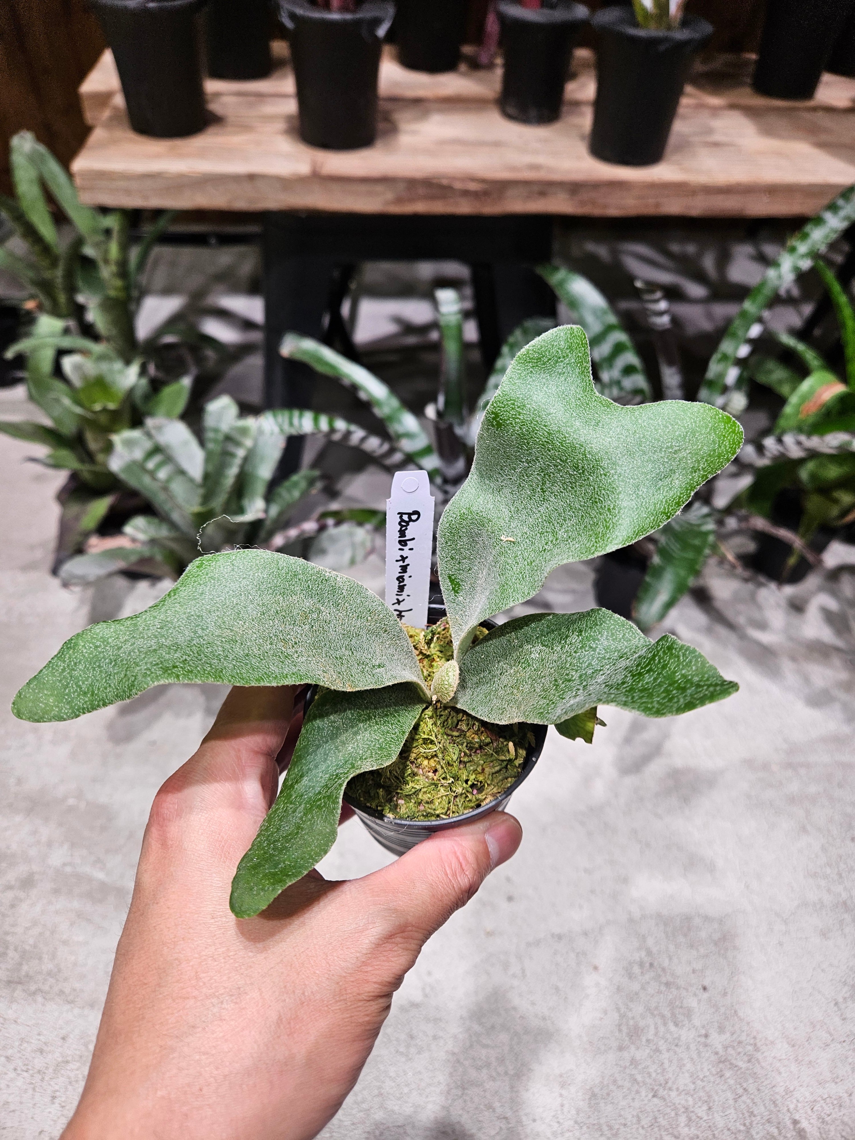 P.Willinckii Dwarf Tatsuta 【artPLANTs】ビカクシダ/Platycerium