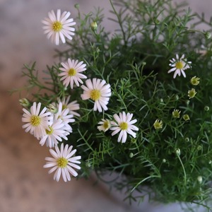 ブラキカム　ホワイティ　よく咲くお花　野原のような寄せ植え　自然な感じ　白いお花　寄せ植えにオススメ　宿根草、爽やかな寄せ植えに