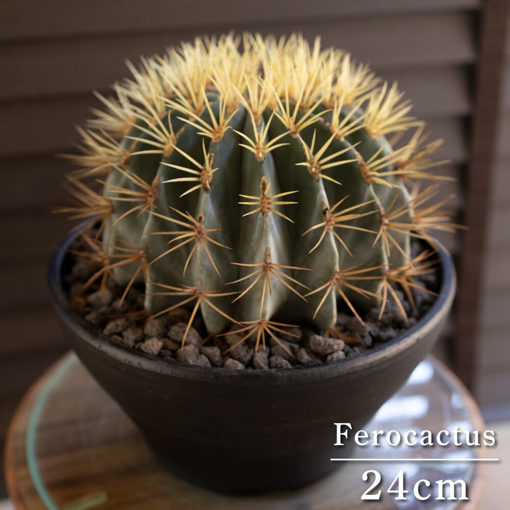【発根済】24cm 王冠竜 フェロカクタス ブルーバレルカクタス サボテン 8号 ドライガーデン 0908BK