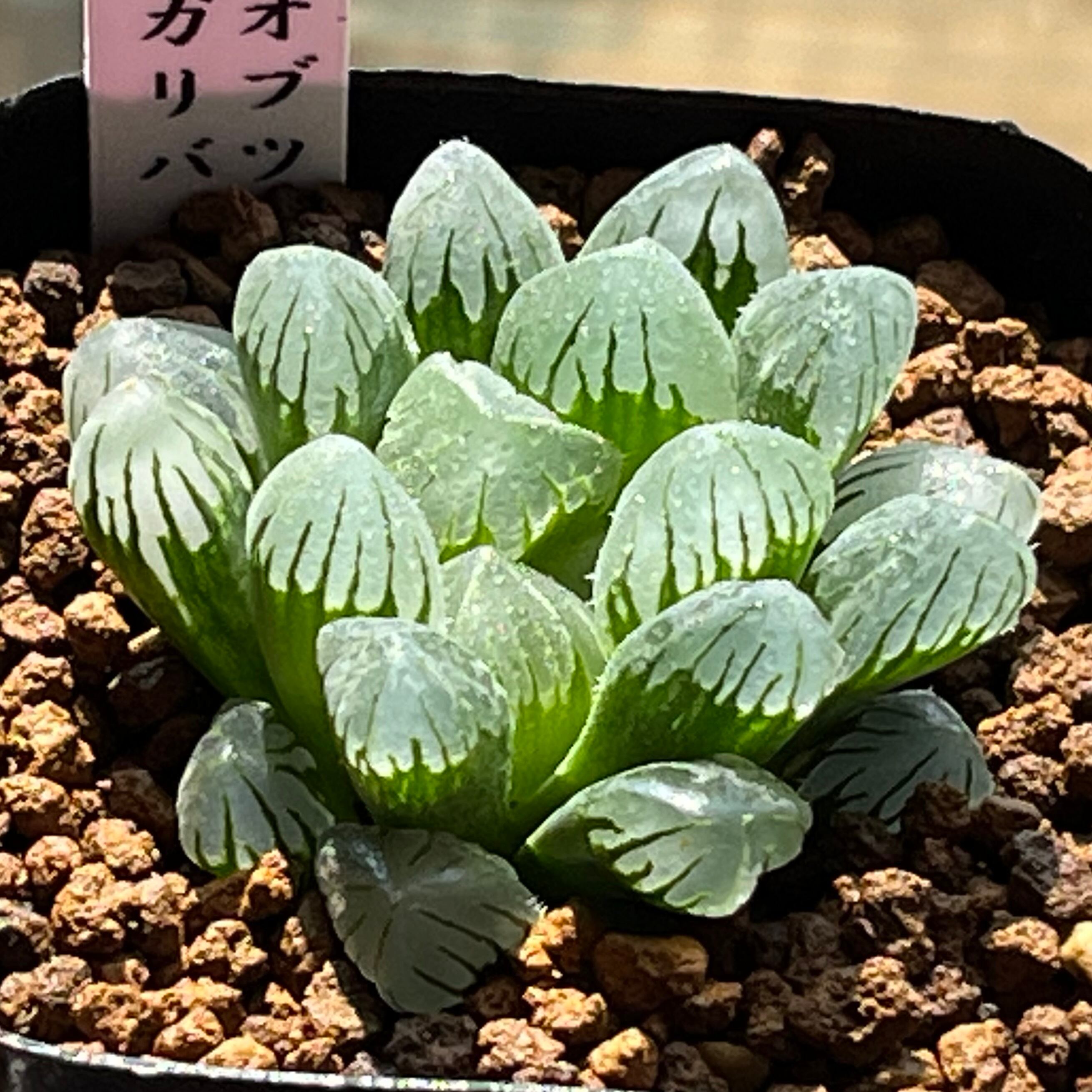ハオルチア ドドソン紫オブツーサ錦×美の壺 実生 | mocono_plants