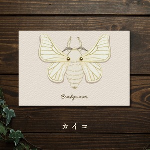 【みなみあすか】虫の翅立体カード　カイコ