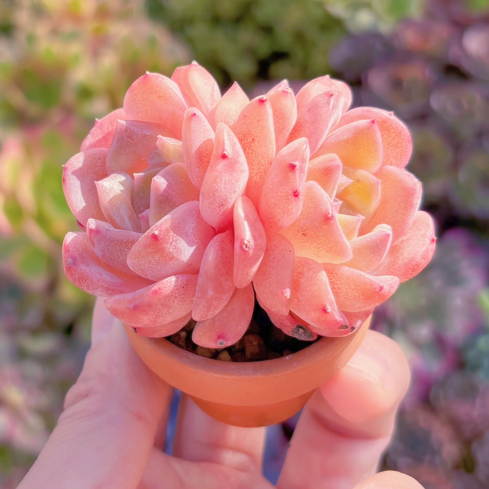 ファンジニ美人 マスカット美人 ピンク恋人多肉植物 ファンジニ美人 マスカット美人 ピンク恋人多肉植物 ファンジニ美人