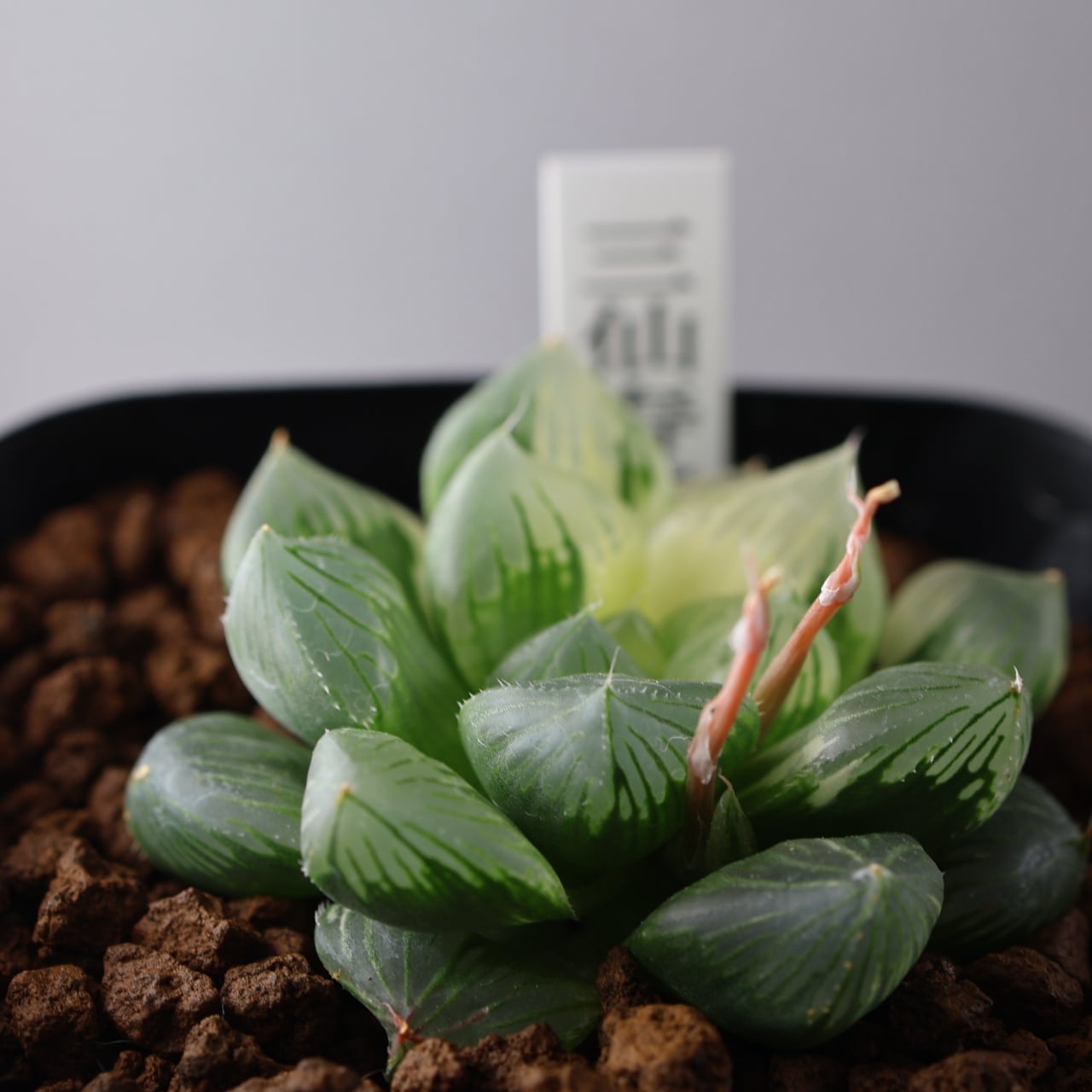 74a 多肉植物 ハオルチア　red widow寿錦　自家繁殖　鉢植え発送 635『ハオルチア 三仙寿錦』観葉植物【送料無料】 | MARX PLANTS