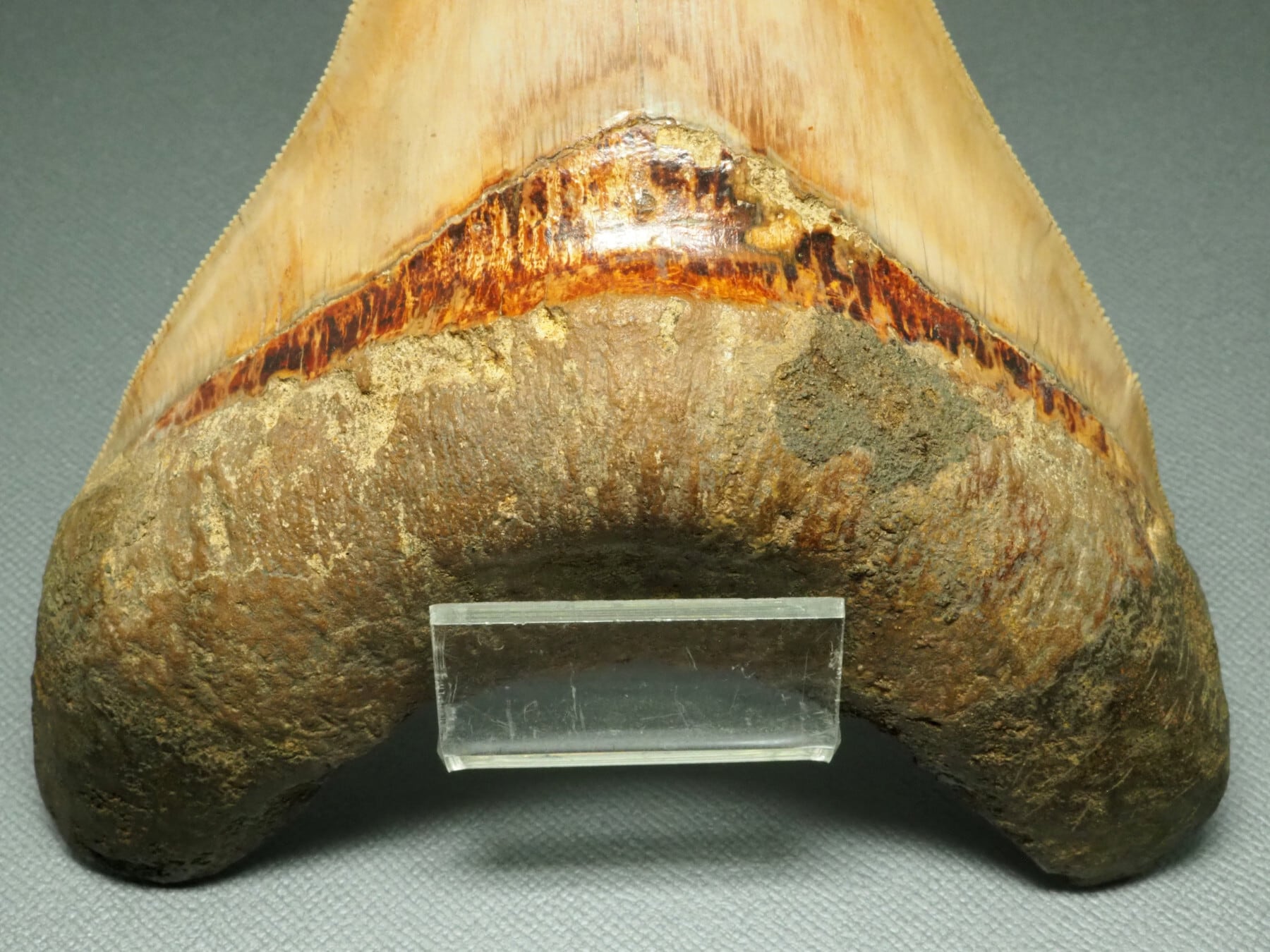 化石サメの歯メガロドンインドネシア約9.6cm 約134g 新生代第三紀中新世 化石 サメの歯・メガロドン・インドネシア・11cm・No.1397 サメの歯