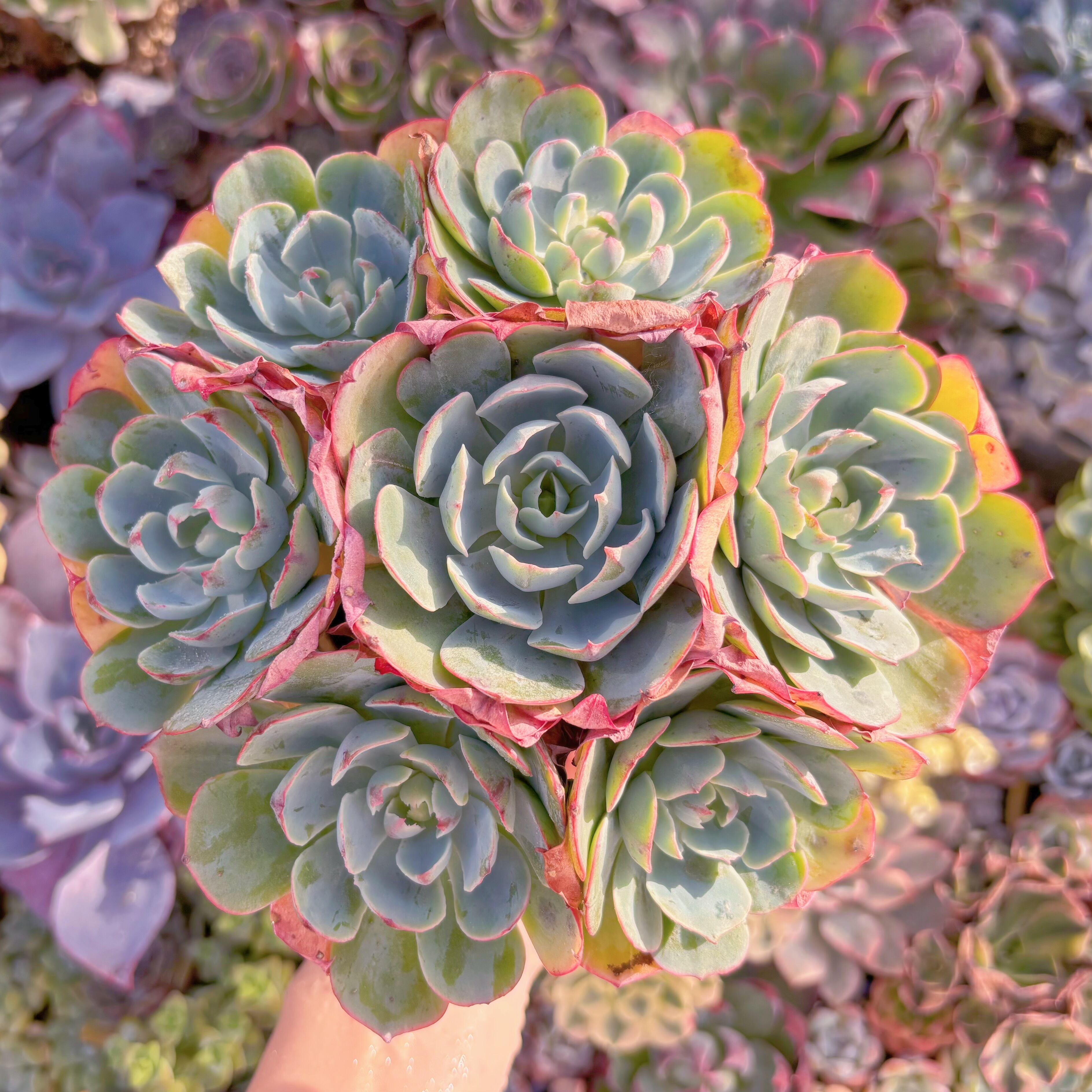 現品　アミスター#547　大群生　るる農園