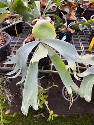 P willinckii cv. White Knight【artPLANTs】ビカクシダ/Platycerium