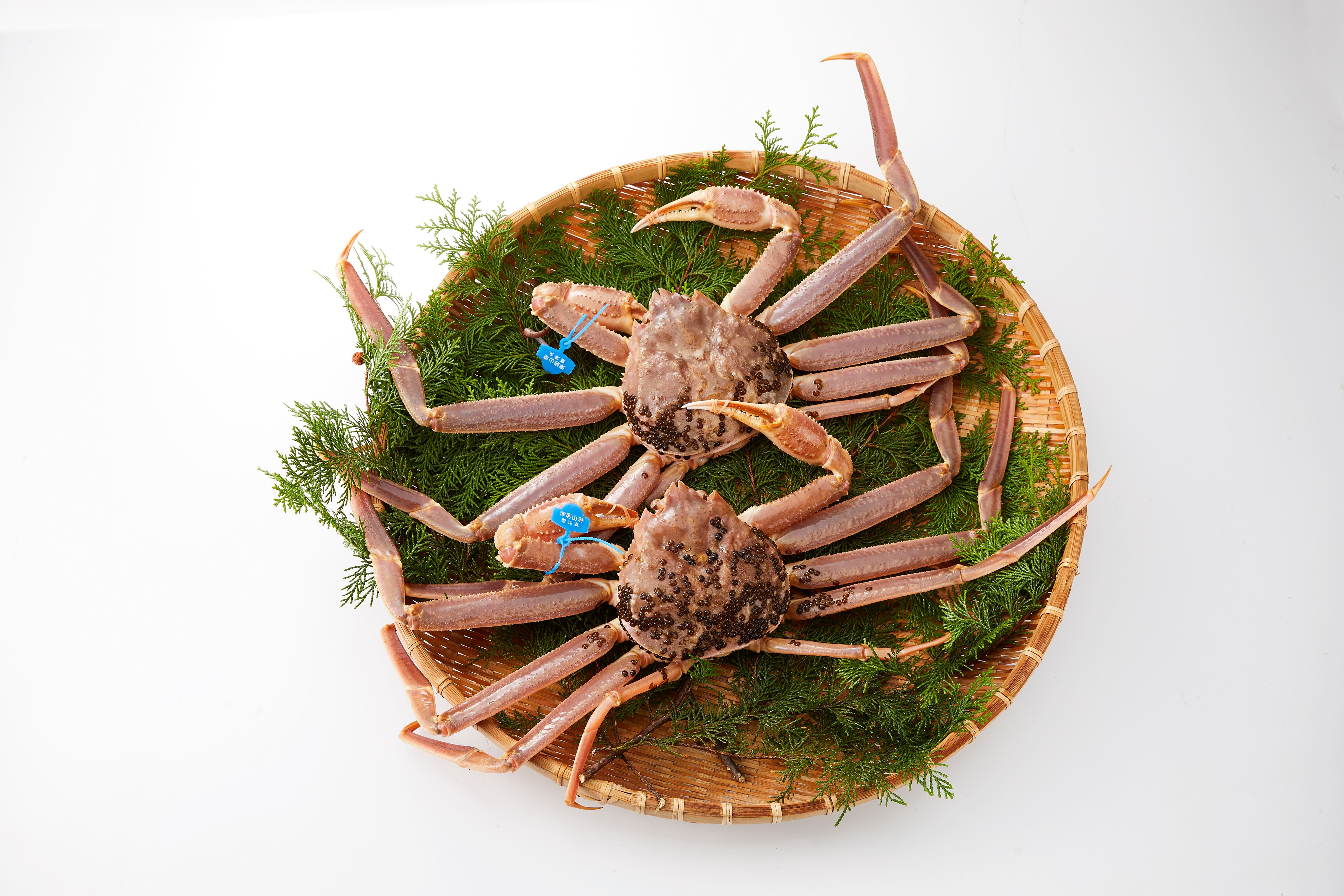 活け松葉ガニ 小 600g 700gサイズ 1匹入 送料無料 津居山港産 活松葉がに 活松葉ガニ 松葉がに 津居山ガニ まつばがに 松葉カニ 松葉ガニ 日本海 松葉蟹 未冷凍 かに ずわいがに ズワイガニ ギフト お歳暮 津居山カニ 松葉ガニ通販ショップ