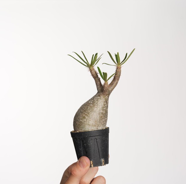 パキポディウム グラキリス no.1〈発根済み〉