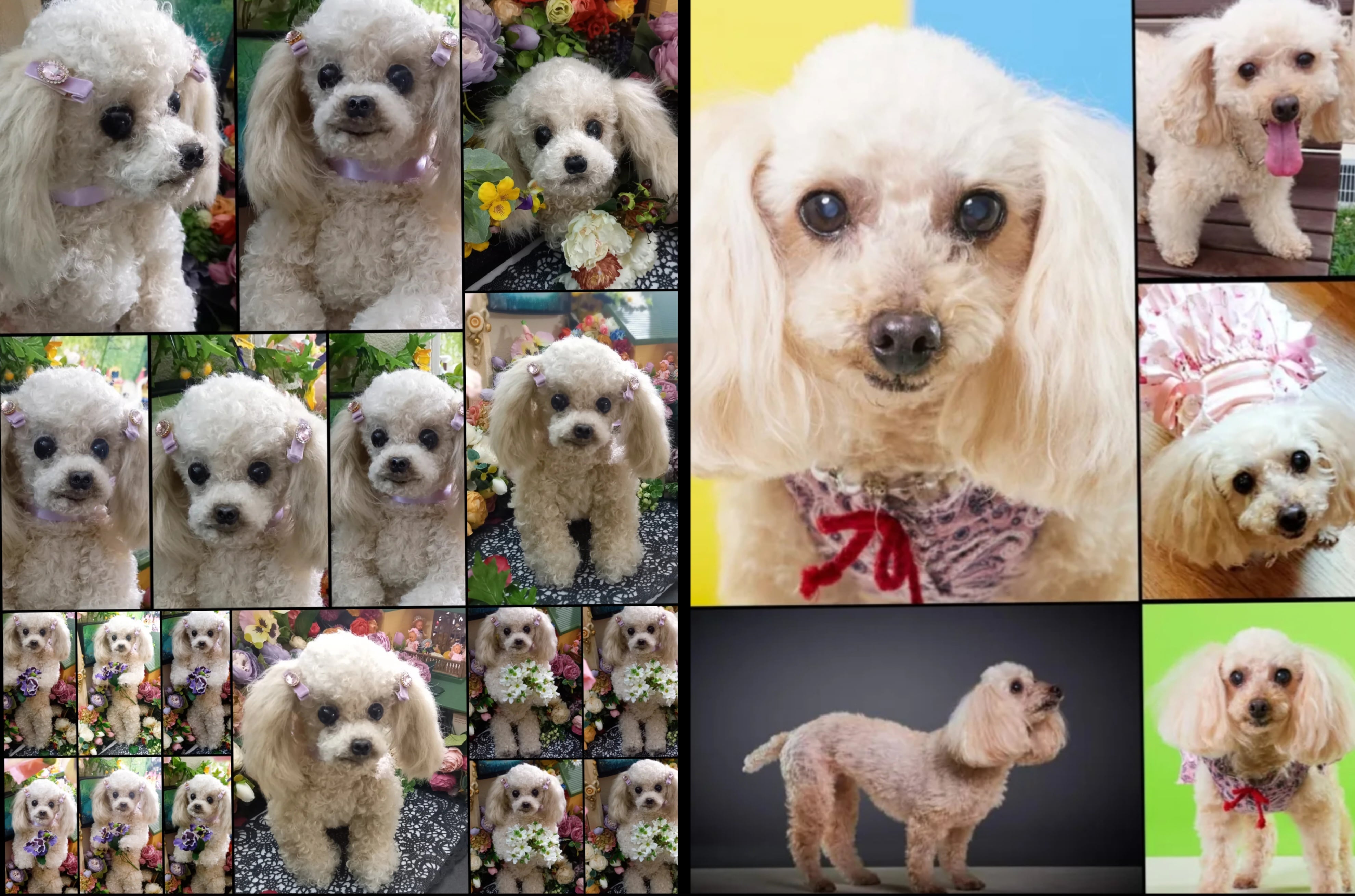 愛犬 オーダー♥️ うちの子 実物サイズ 等身大 ぬいぐるみ 羊毛 愛犬 オーダー♥️ うちの子 実物サイズ 等身大 ぬいぐるみ 羊毛
