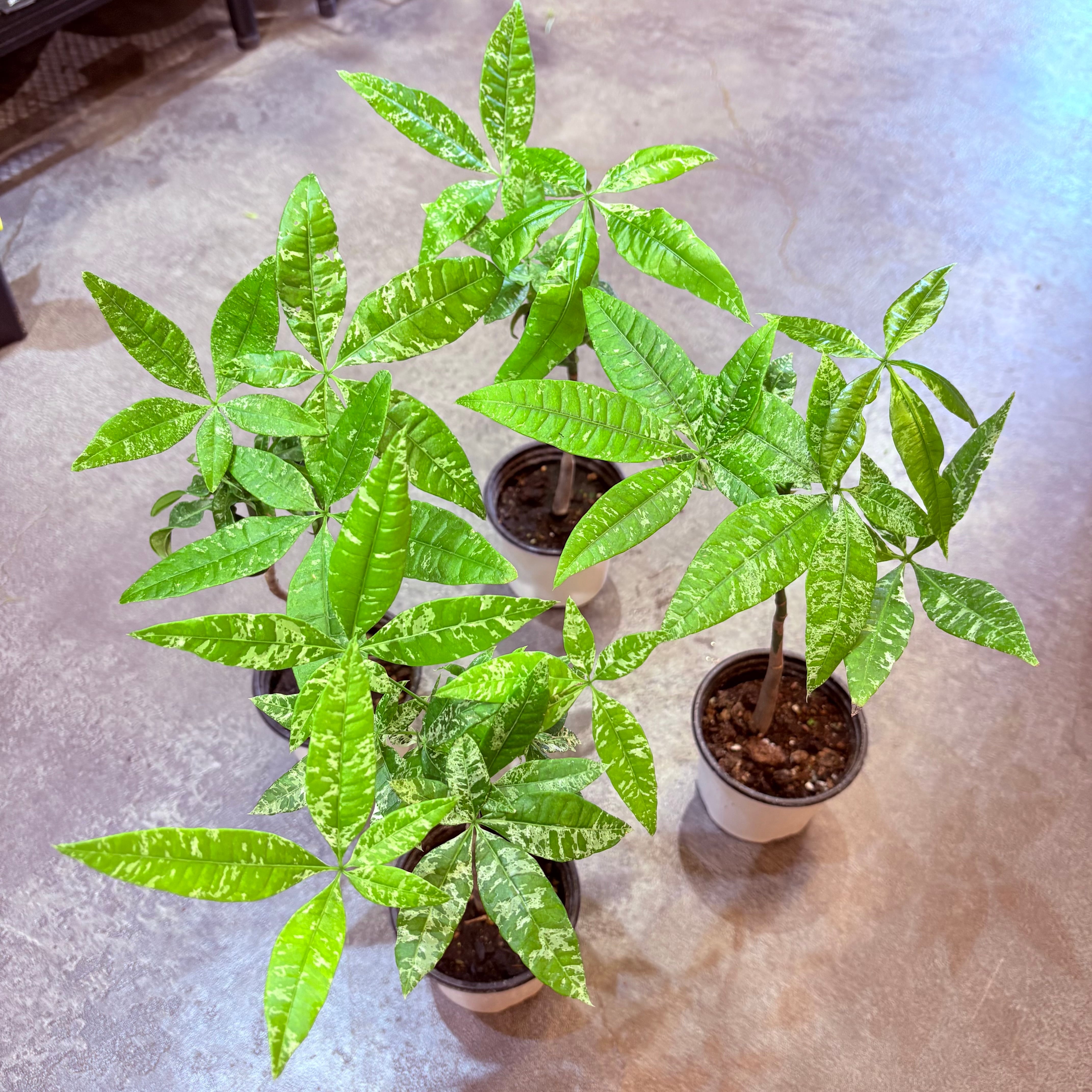 パキラ実生 斑入り 3号 | Green Vibes 宇都宮市の観葉植物専門店