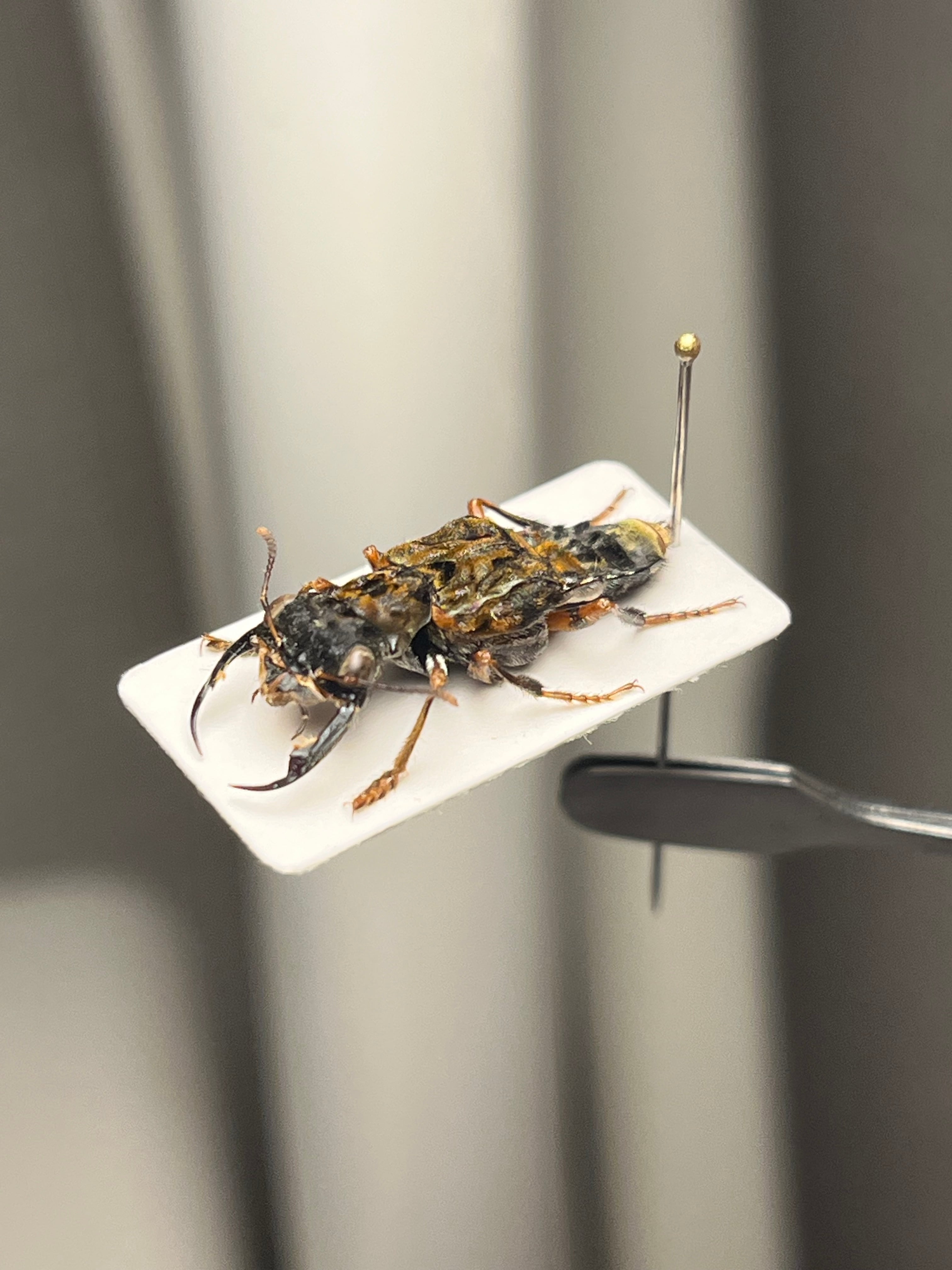 22mm】クワガタのような大顎を有したキバサビハネカクシ 標本