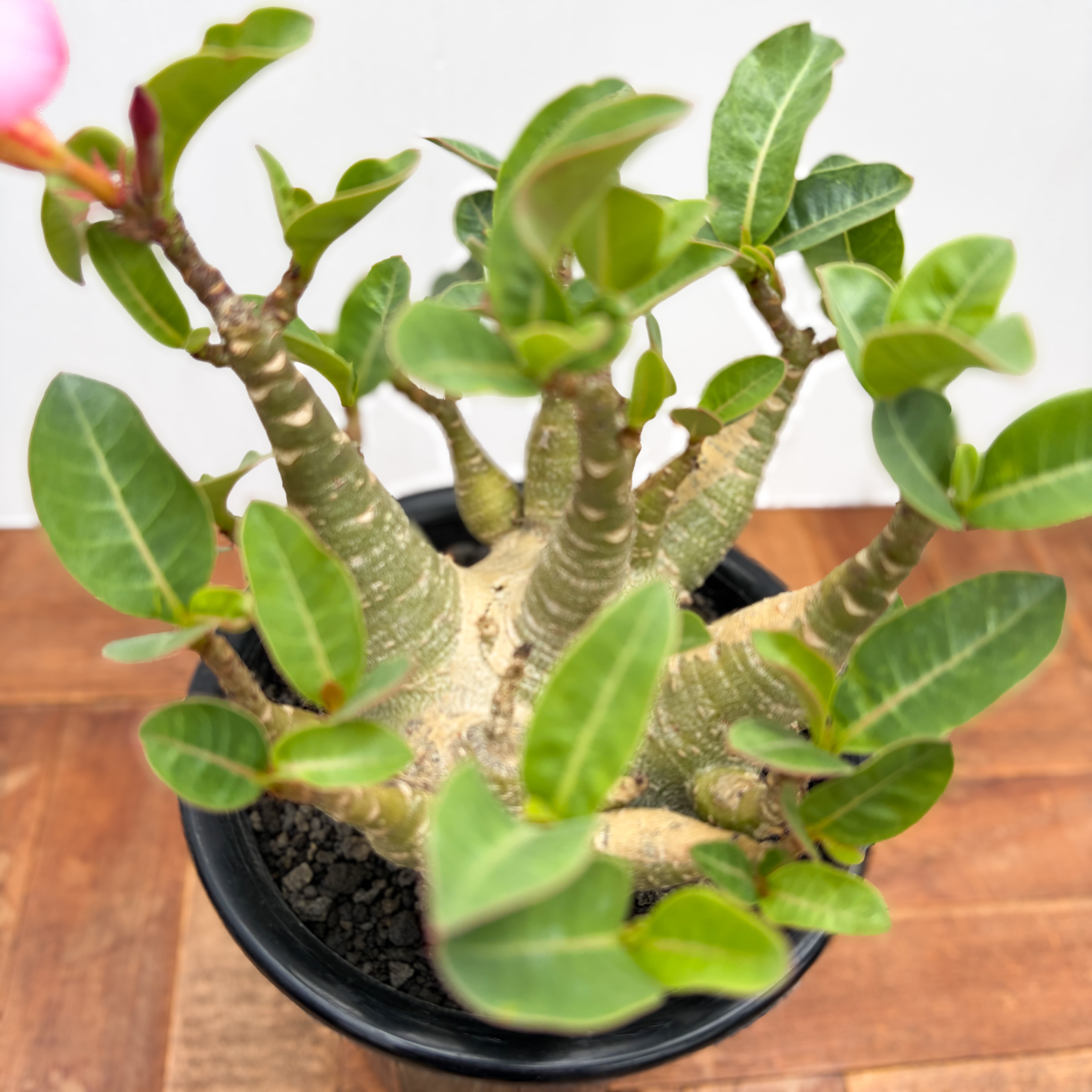 Tom草ya】Adenium arabicum dwarf/#102/アデニウム/アラビカム