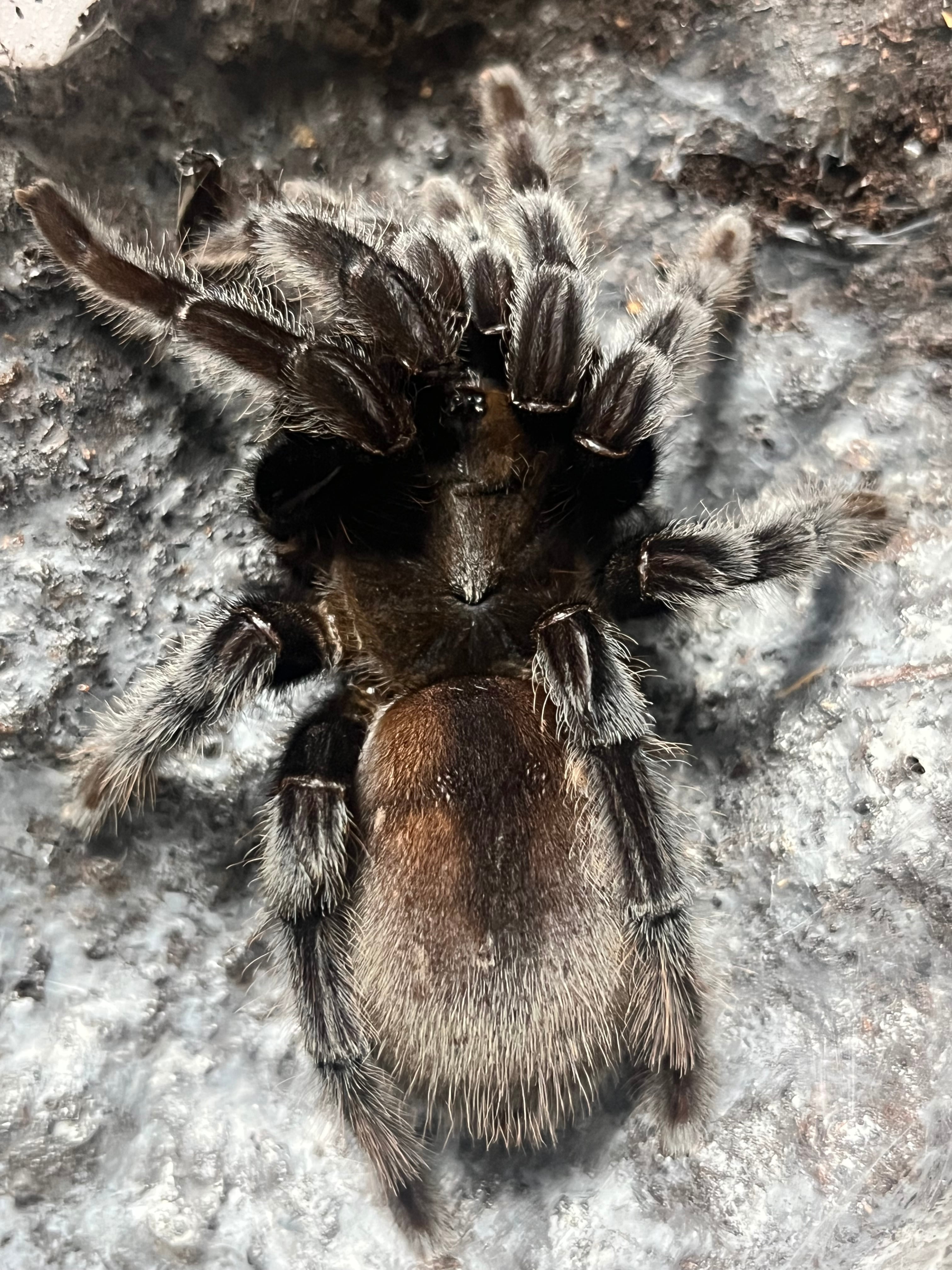 ♀生体】私の知る限りタランチュラの中で最も黒が美しい種のジャワ
