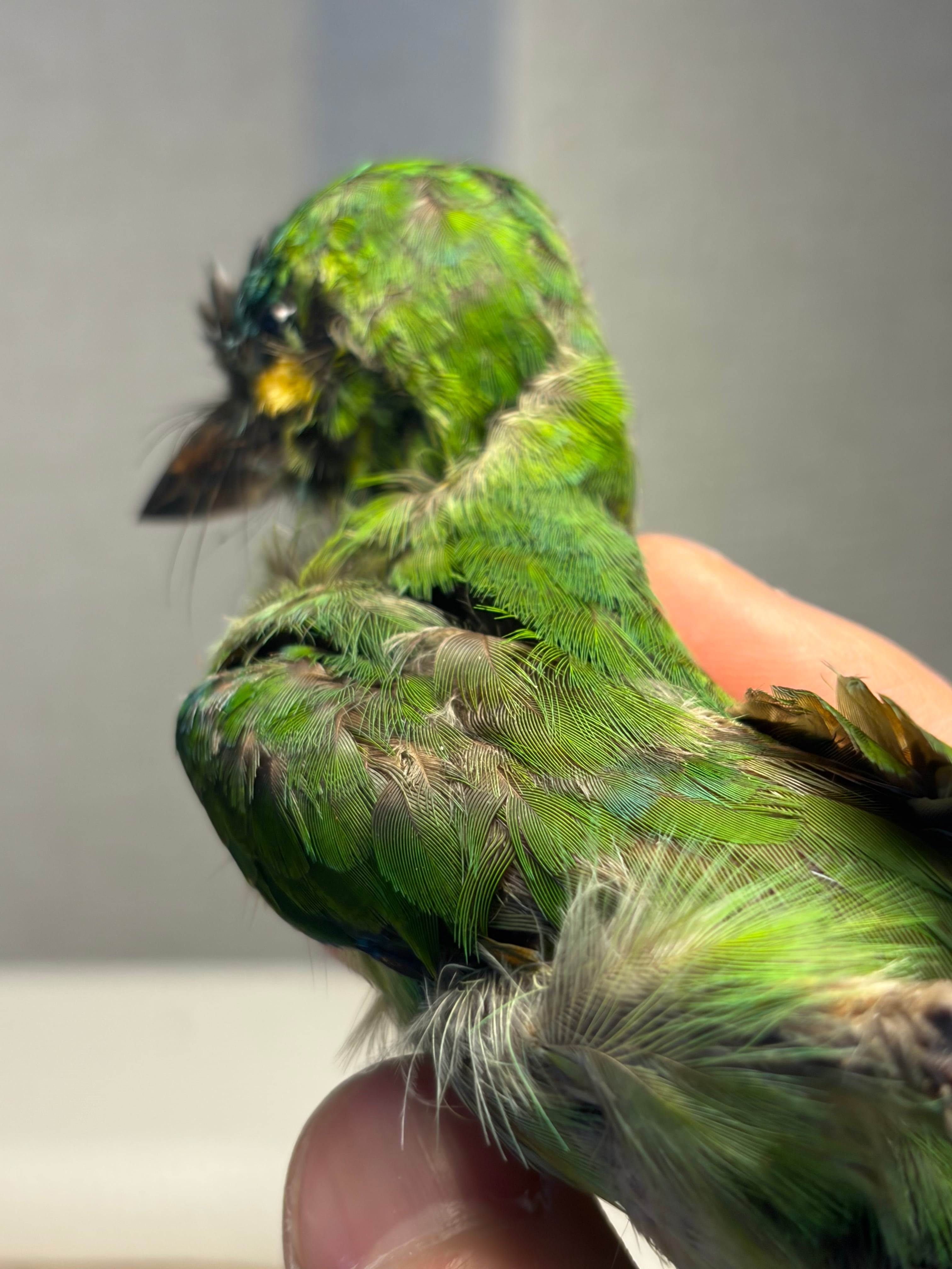 鳥剥製】アオミミゴシキドリ yellow-eared barbet Psilopogon