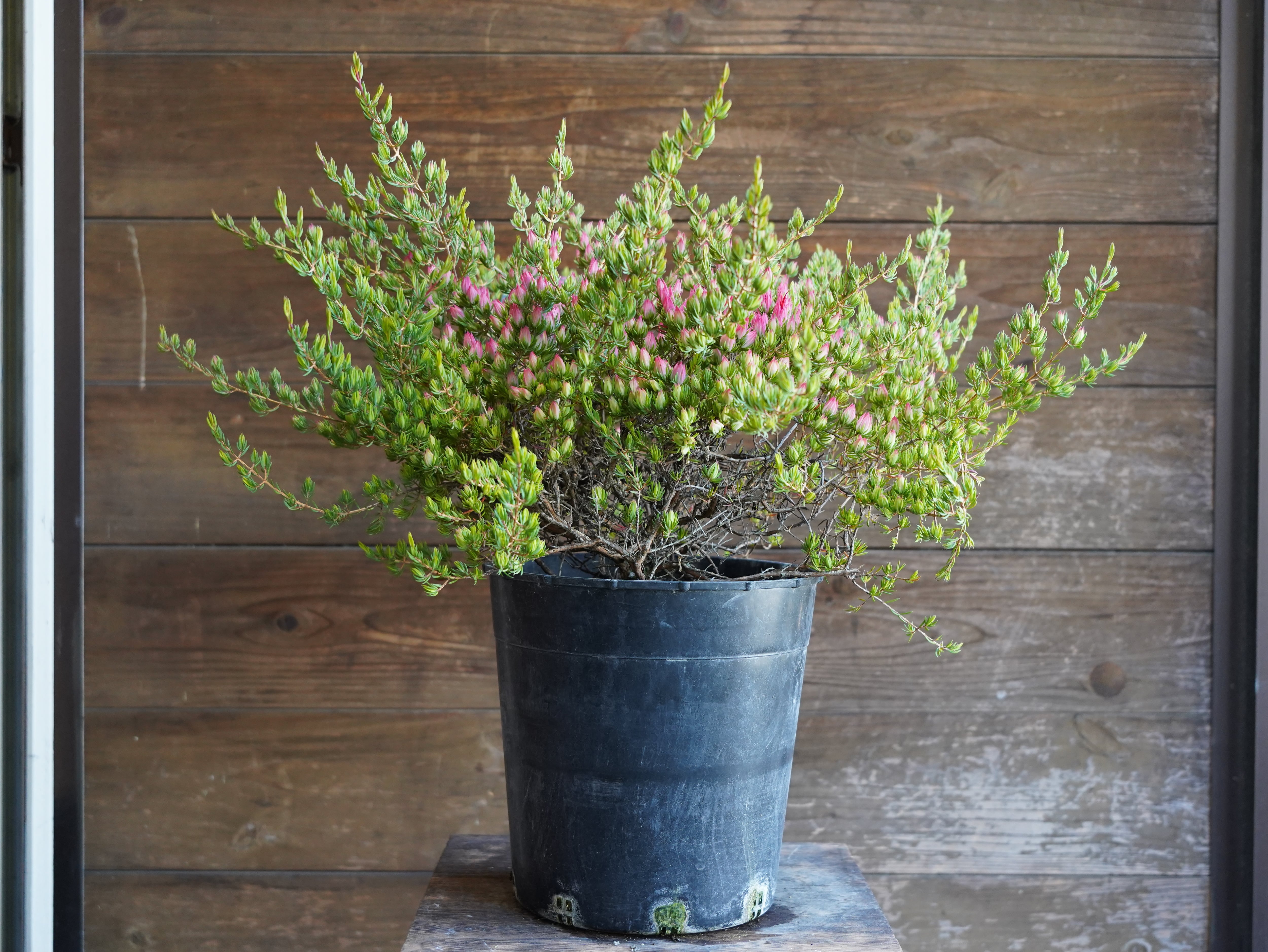 【現物】ダーウィニア　"タクシフォリア"