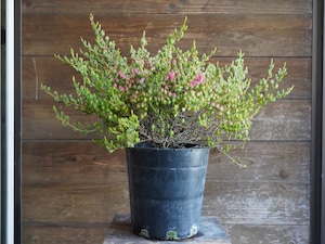 【現物】ダーウィニア "タクシフォリア"