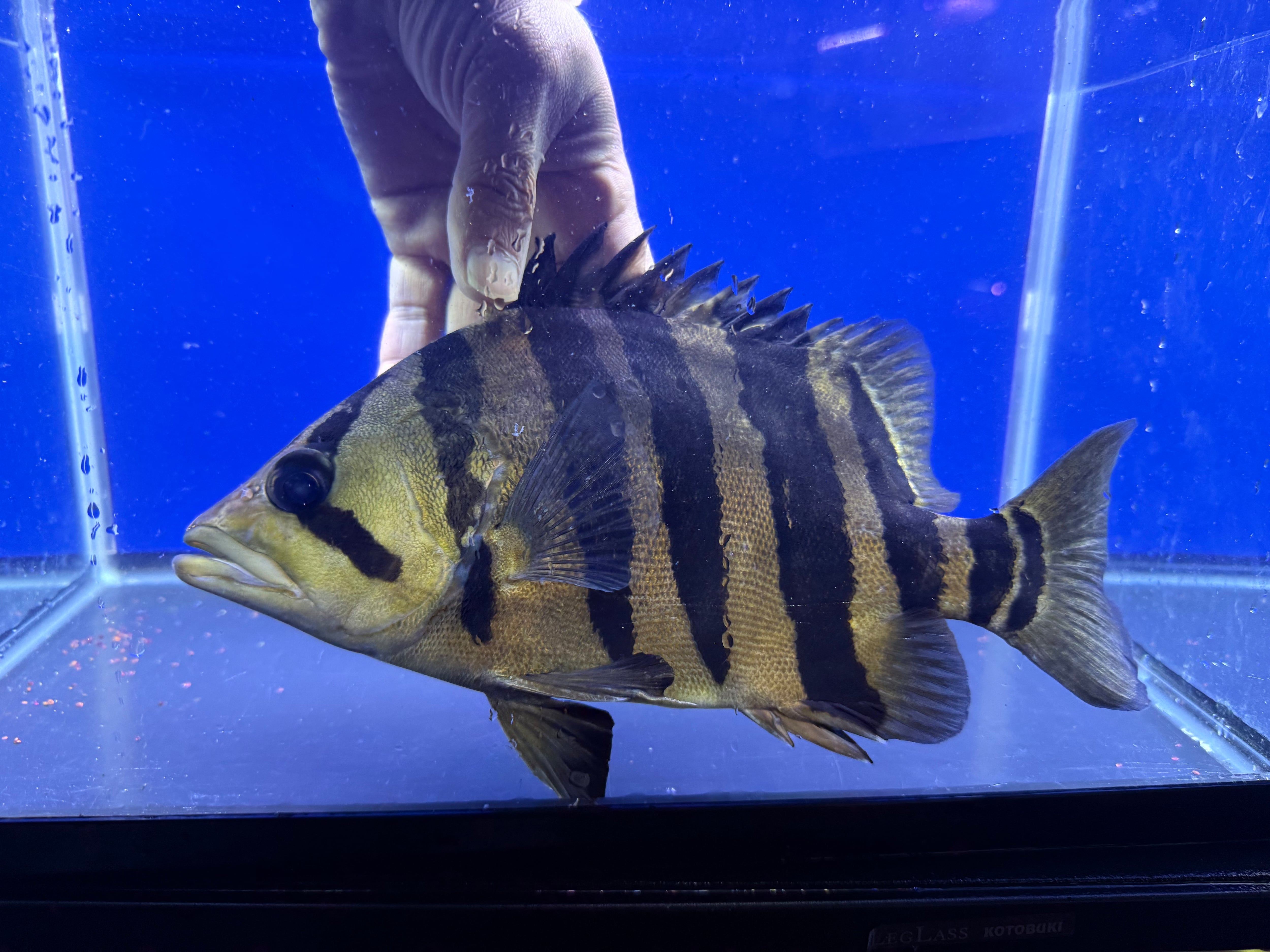 J01④ ダトニオプラスワン セミショート 29㎝前後 おとひめ食べます