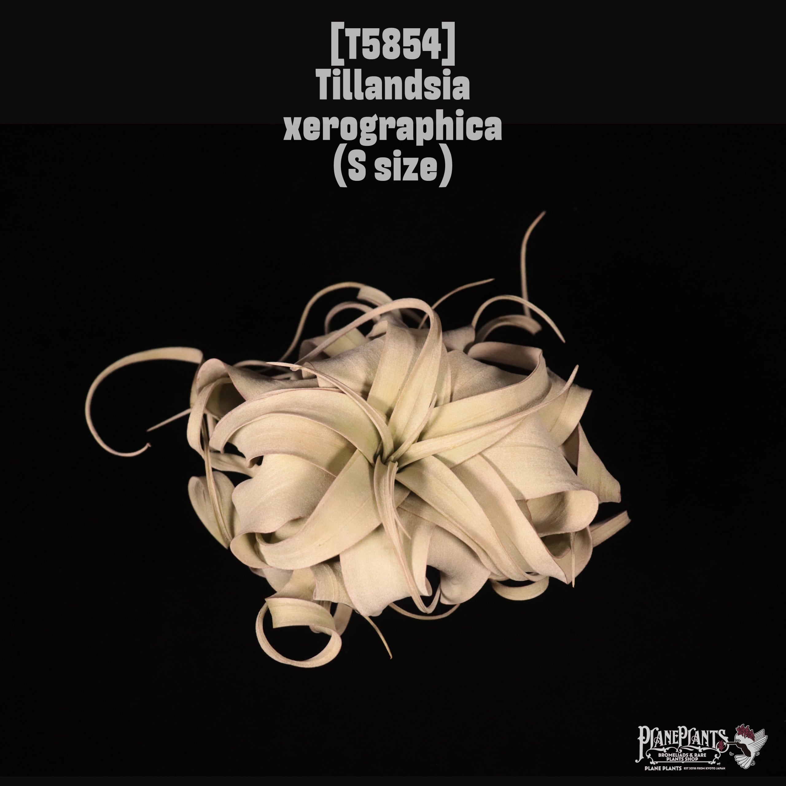 【reserved】xerographica S〔ティランジア〕T5854