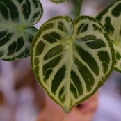 アンスリウム ドラヤキ × シルバーブラッシュ / Anthurium Dorayaki × A. Silver brush⑲/観葉植物