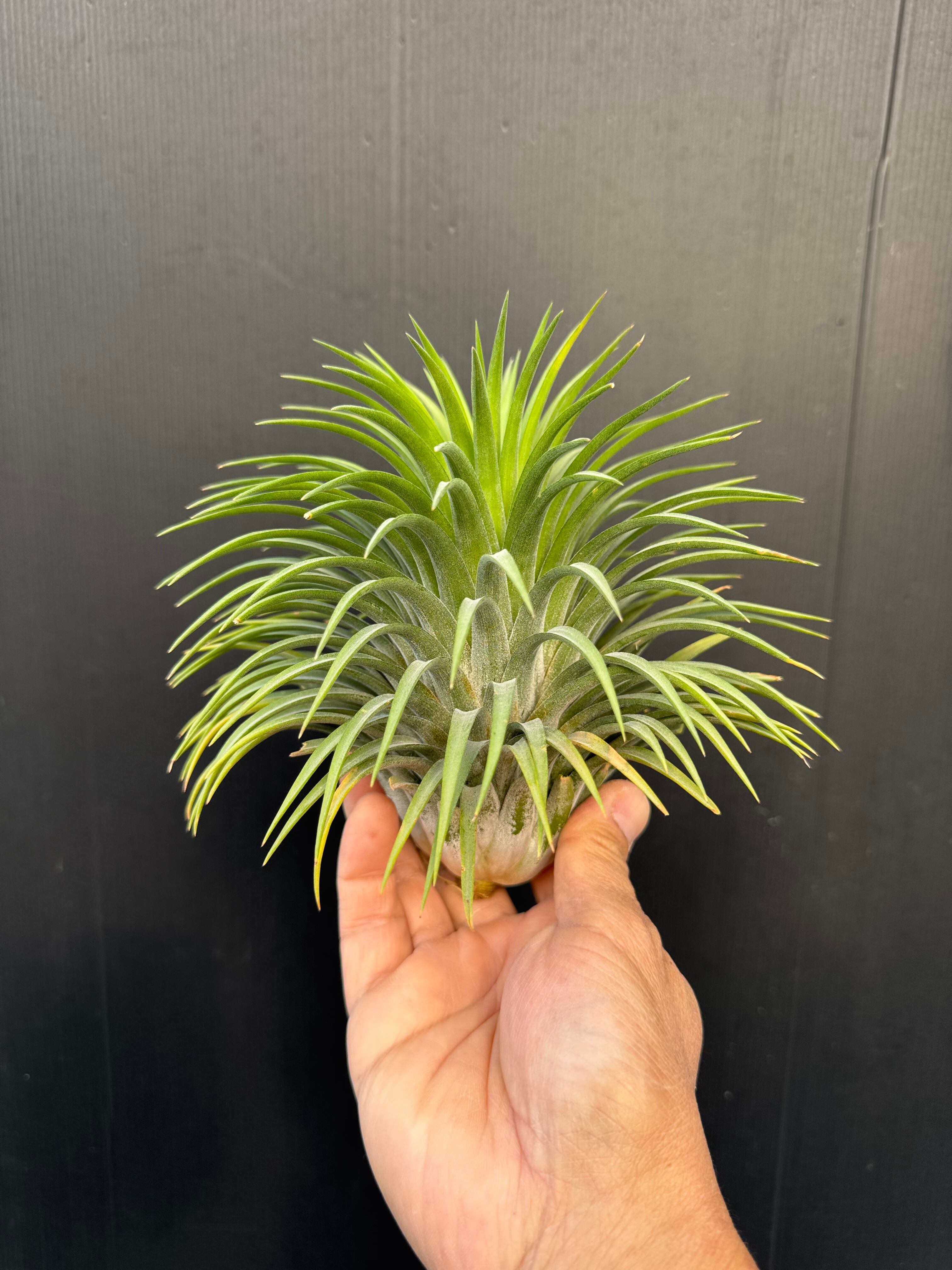 エアプランツ-ティランジア | クルール プランツ couleur plants