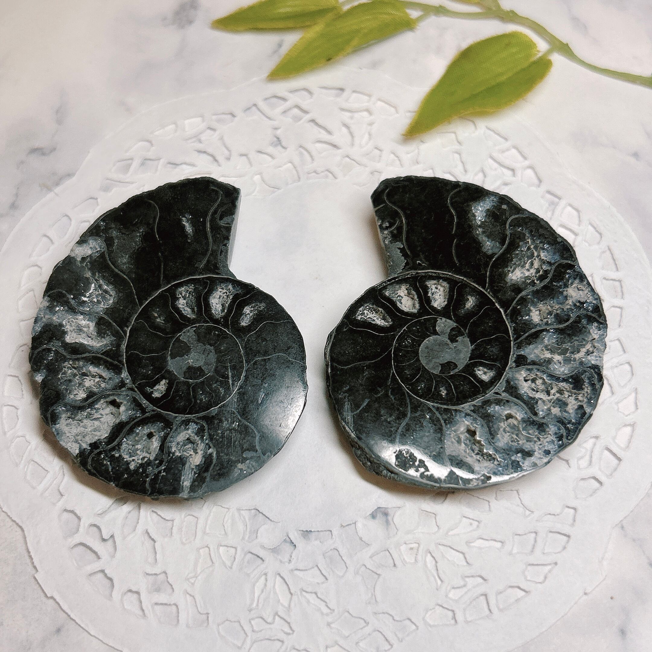 化石]アンモナイト（菊石） | クリスタル・ワールド御徒町店